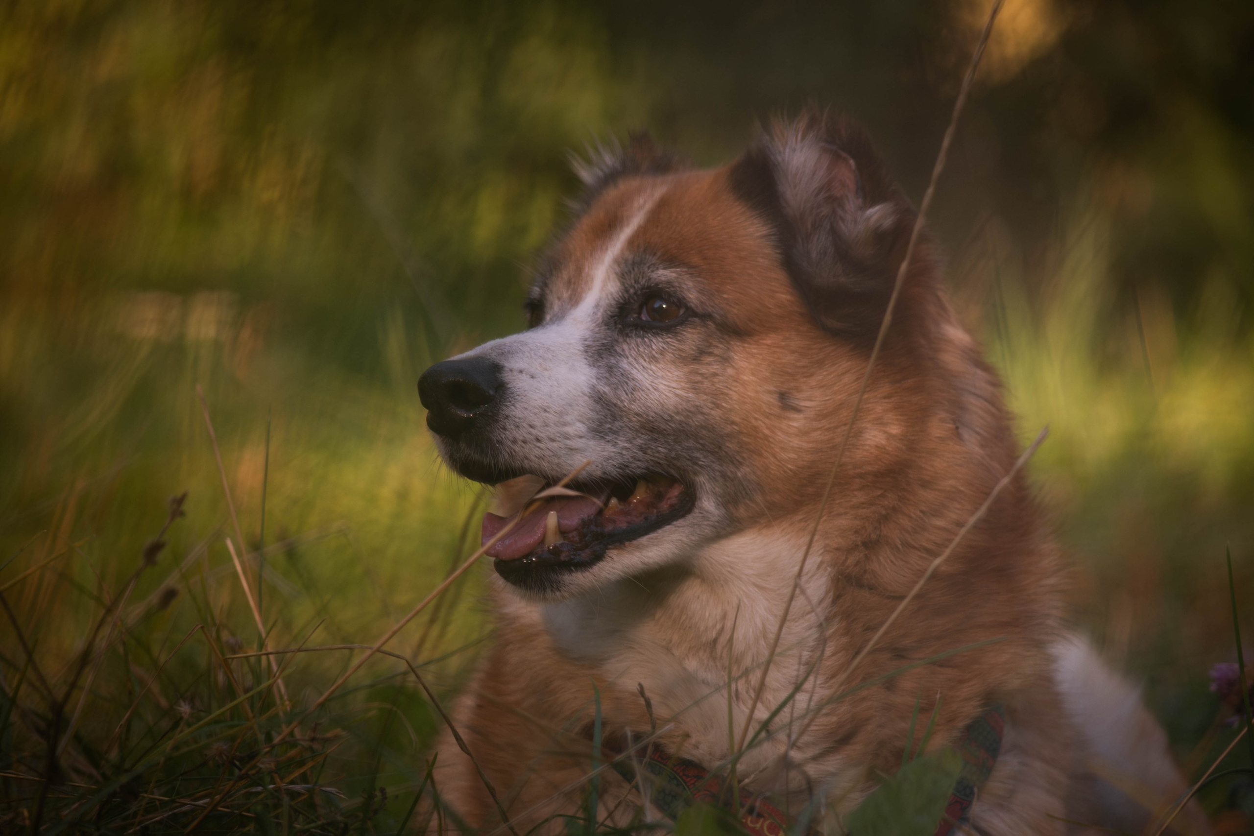 Ник и Полина. Фотограф Светлана Блинова, Москва и Московская область
