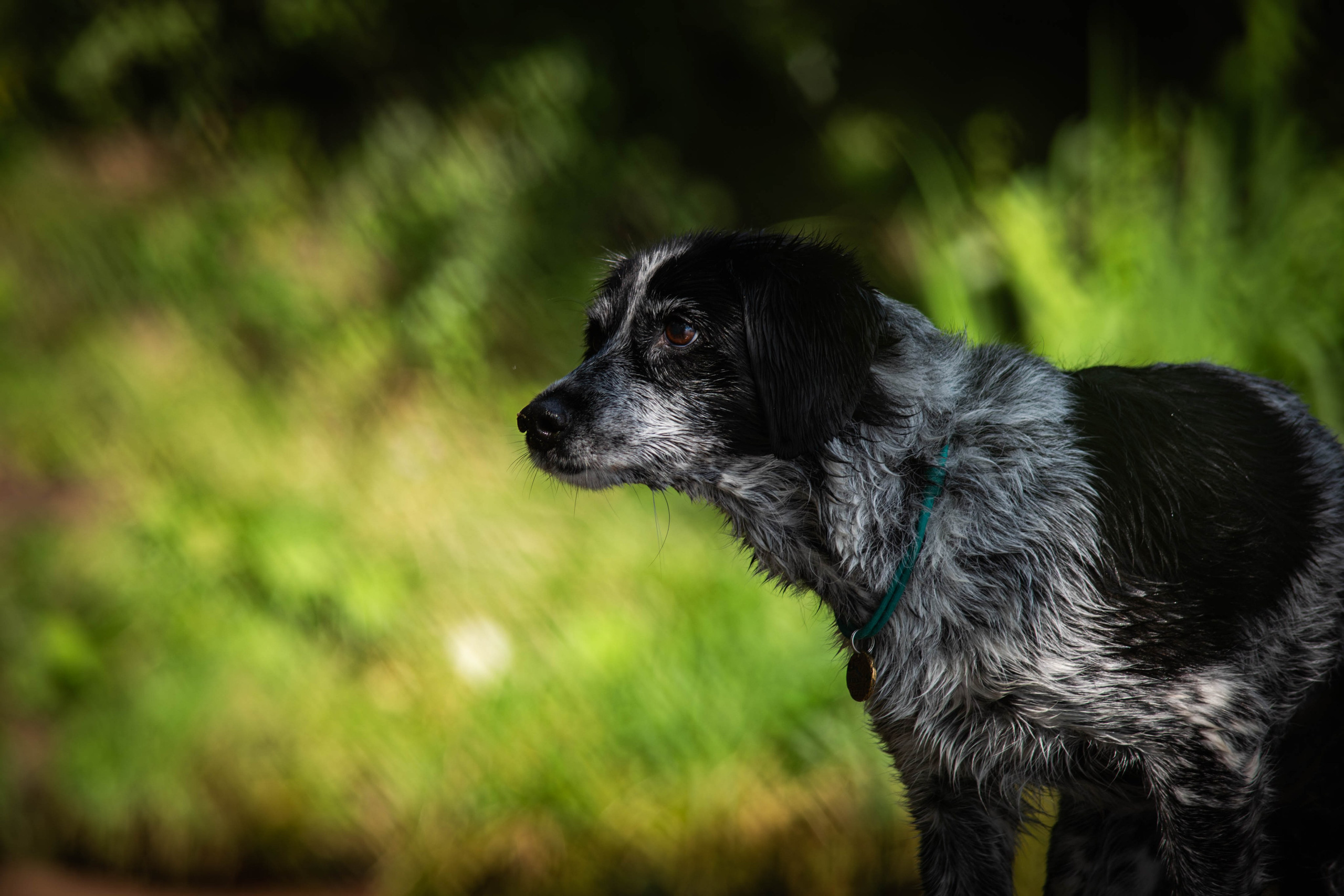 Берта, Ангелина и Витя. Фотограф Светлана Блинова, Москва и Московская область