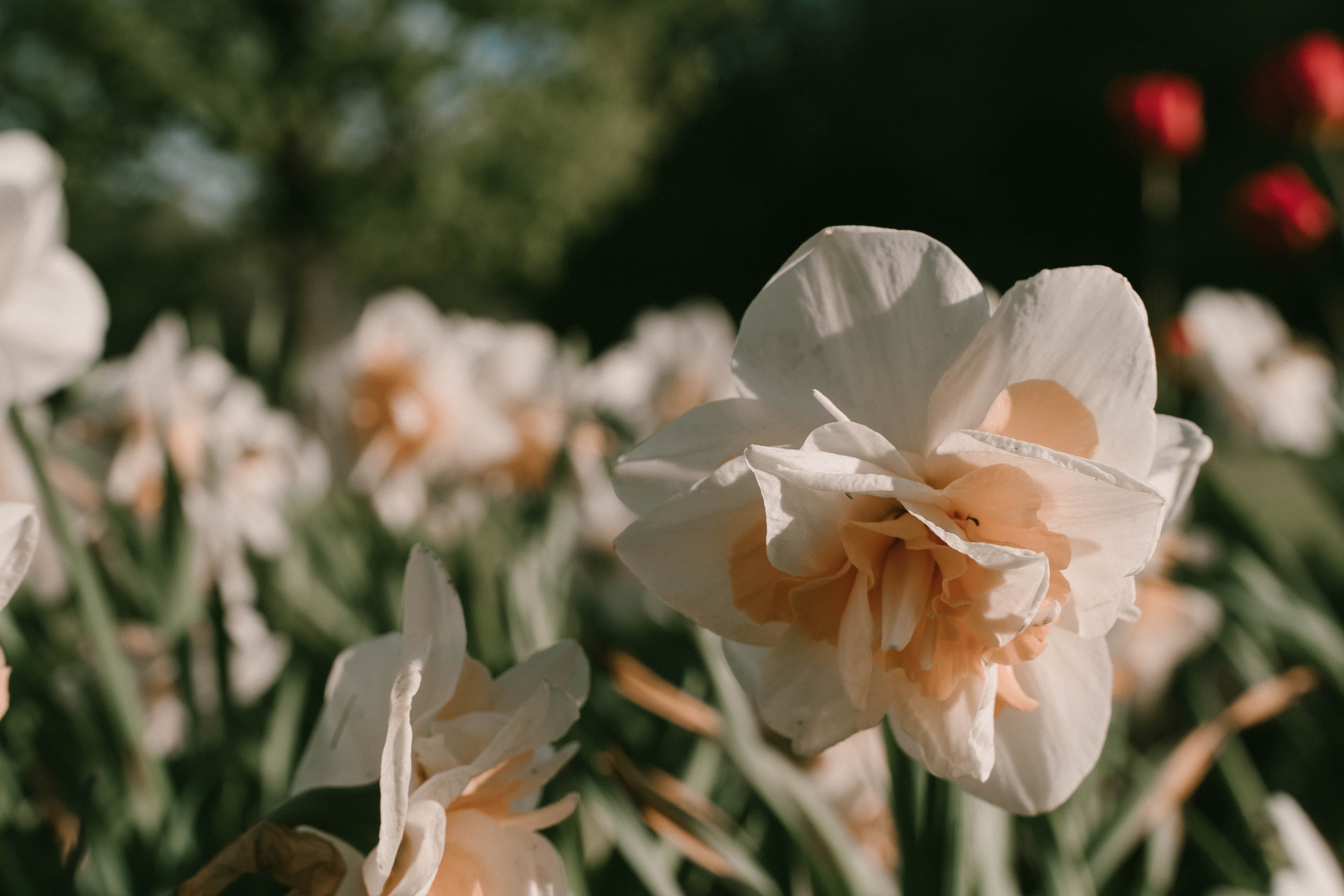 Прогулка в парке. Фотографы на роды в Москве. Фото и видео родов. Фотопроект «Продолжение рода»