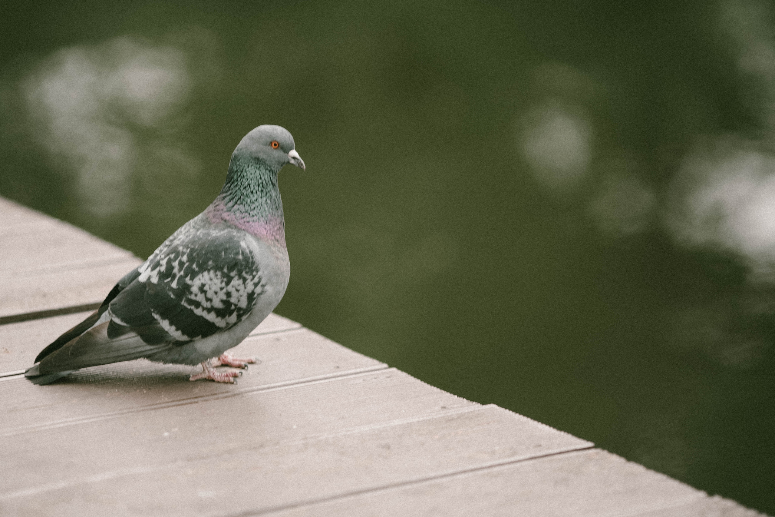 В ожидании чуда…. Фотограф на роды в Москве. Фото и видео родов. Фотопроект «Продолжение рода»