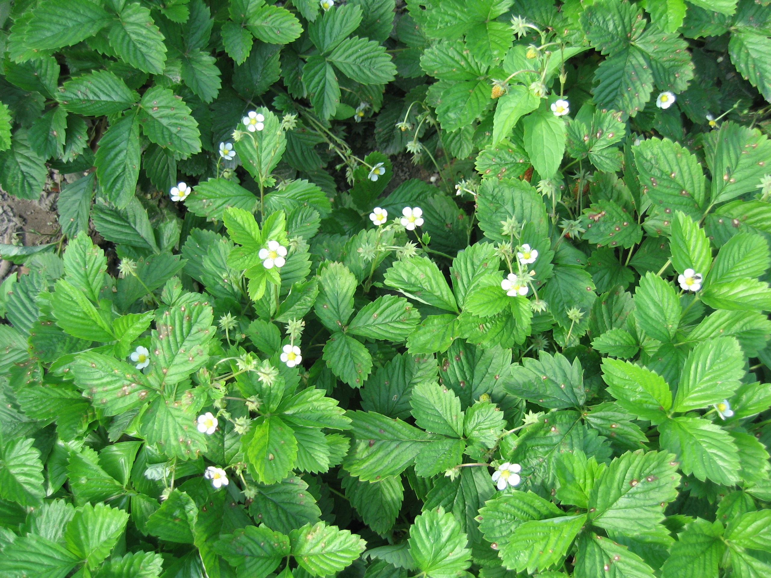 Густые зелёные кусты клубники с крупными листьями и маленькими белыми цветами.