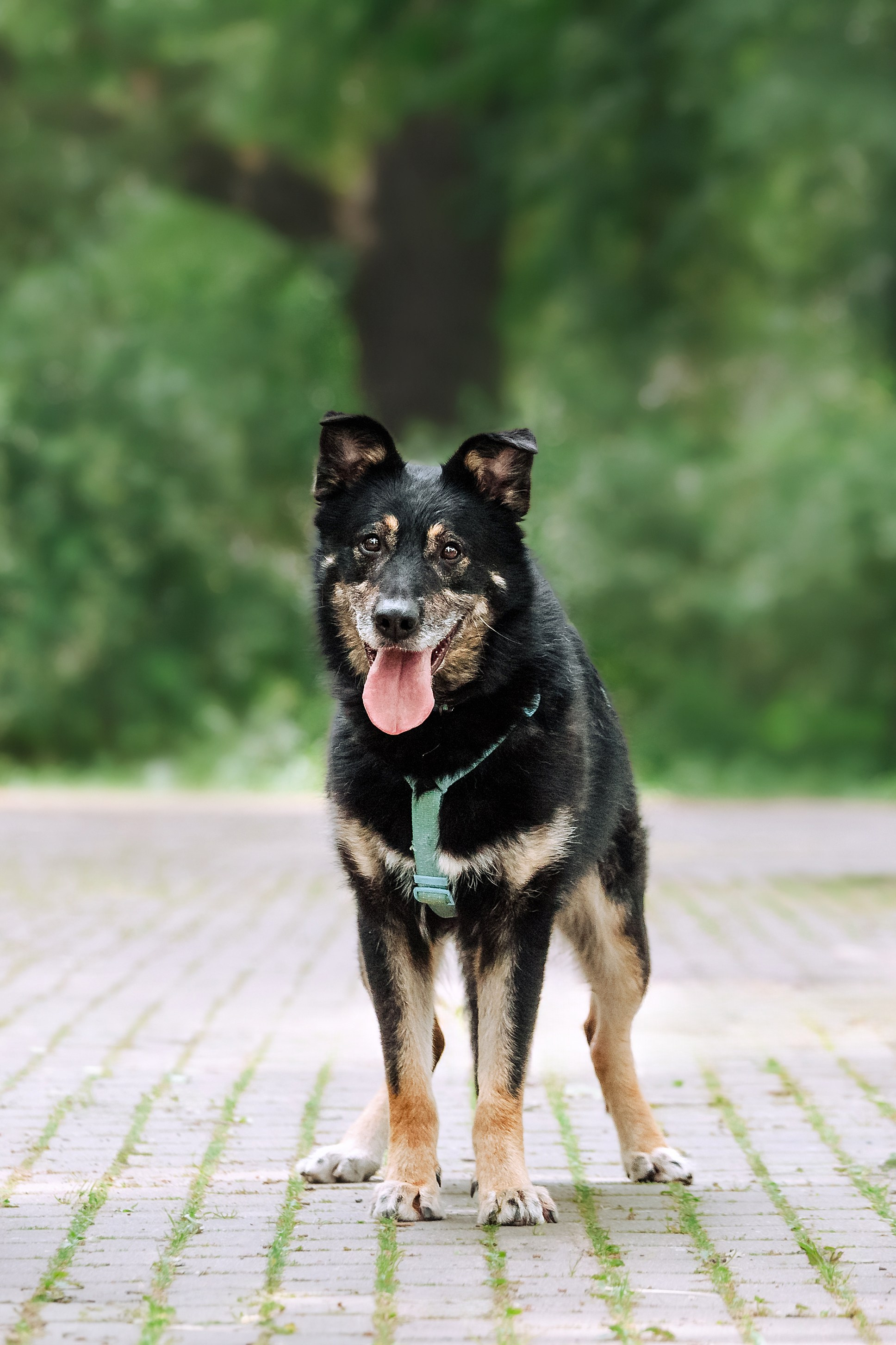 Собаки из приюта Дубовая роща лето 2025. Фотограф-анималист Татьяна Степанова