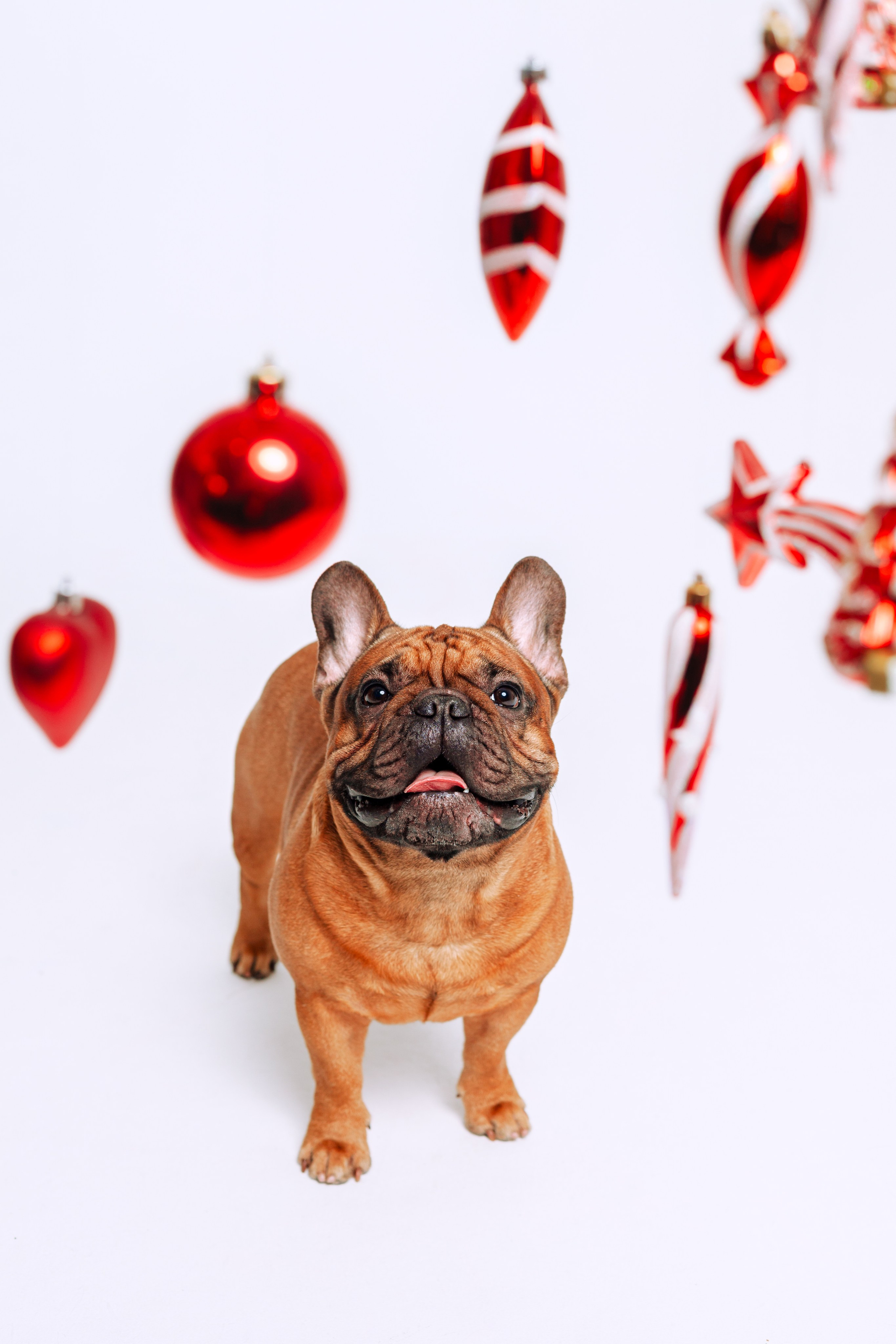 Бульвстреча 2025. Фотограф-анималист Татьяна Степанова