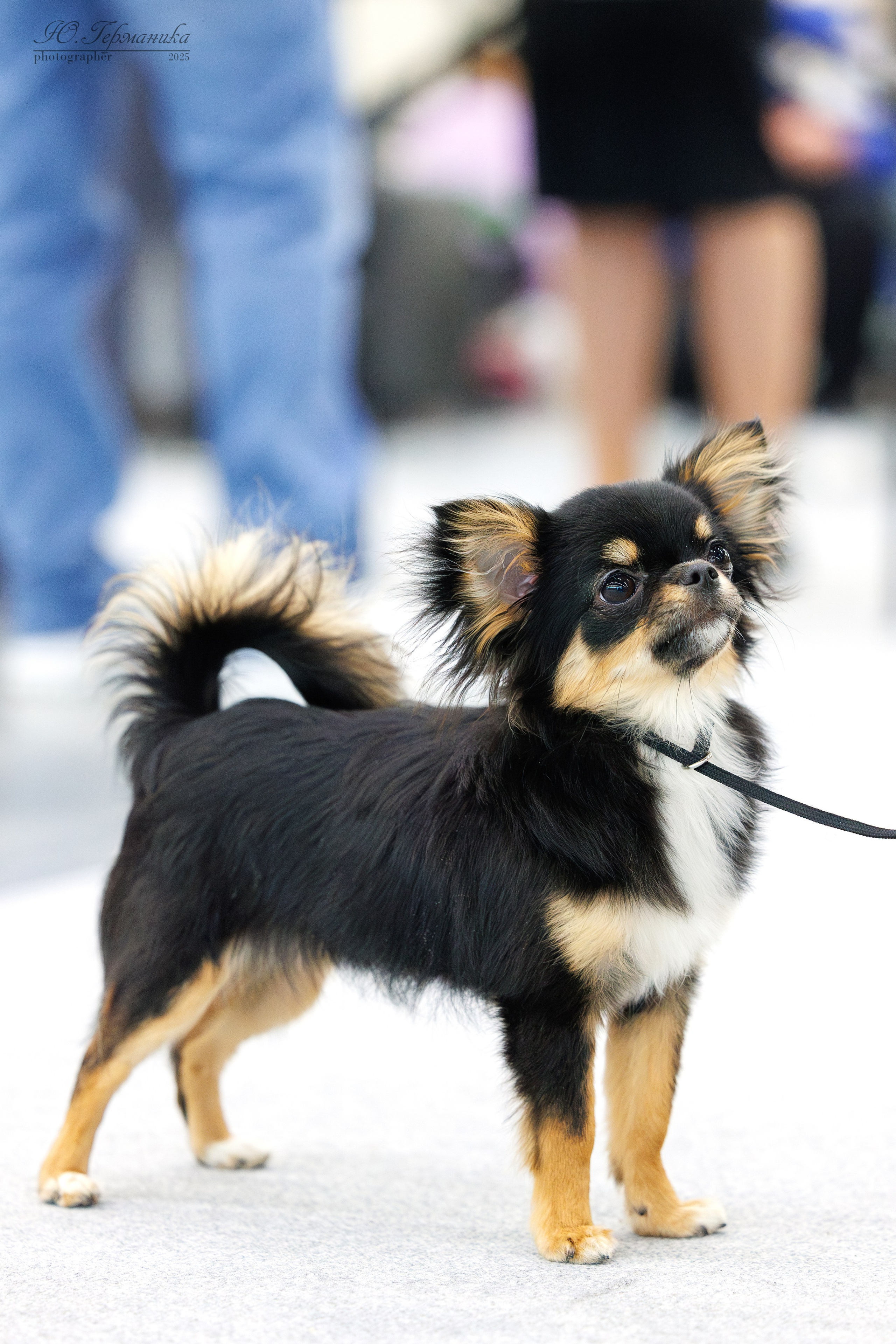 Сабанеевка Казань 25-26.01.2025. Фотограф-анималист Юлия Германика