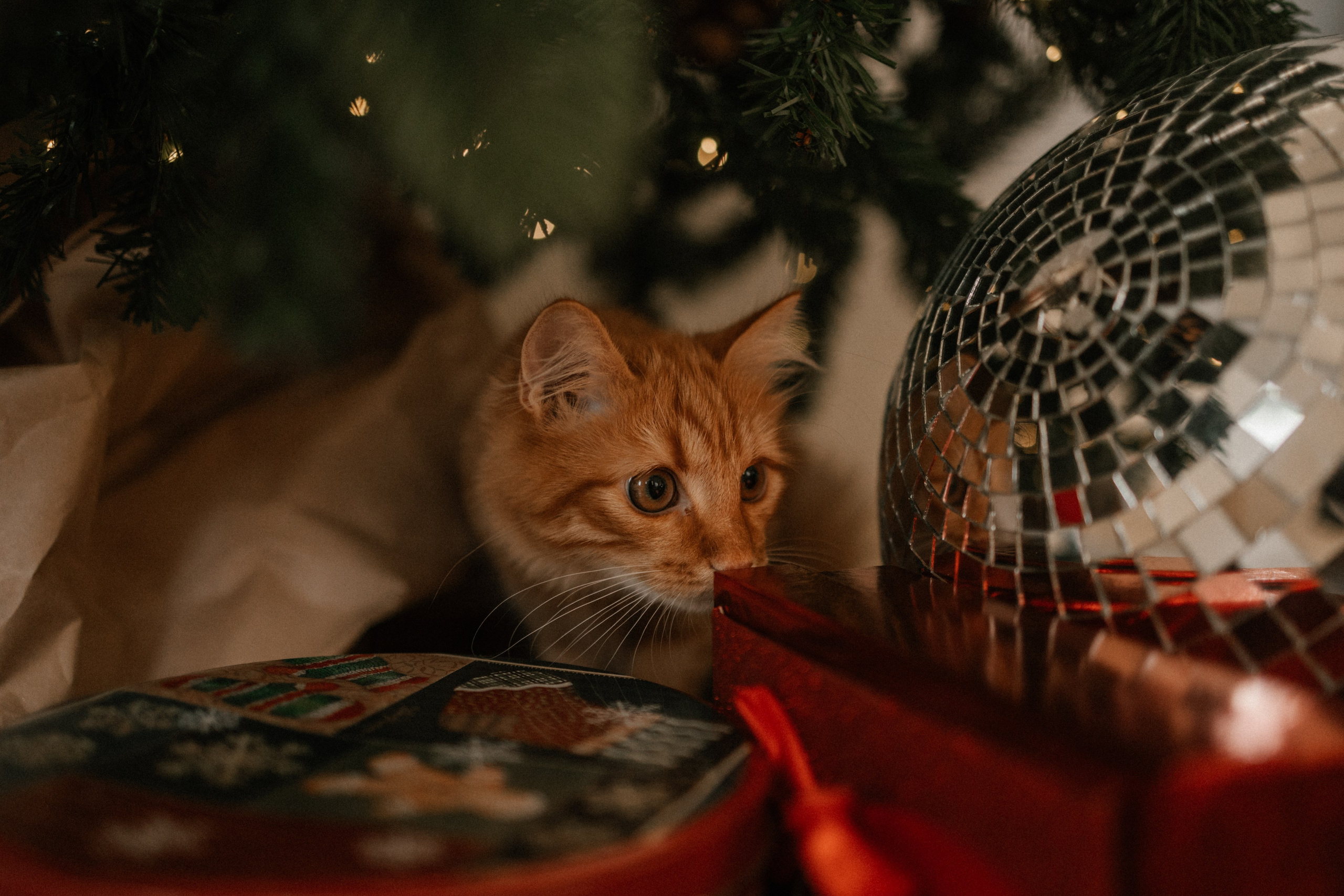 Камилла и ее девочки. Фотограф — Анималист | Санкт-Петербург