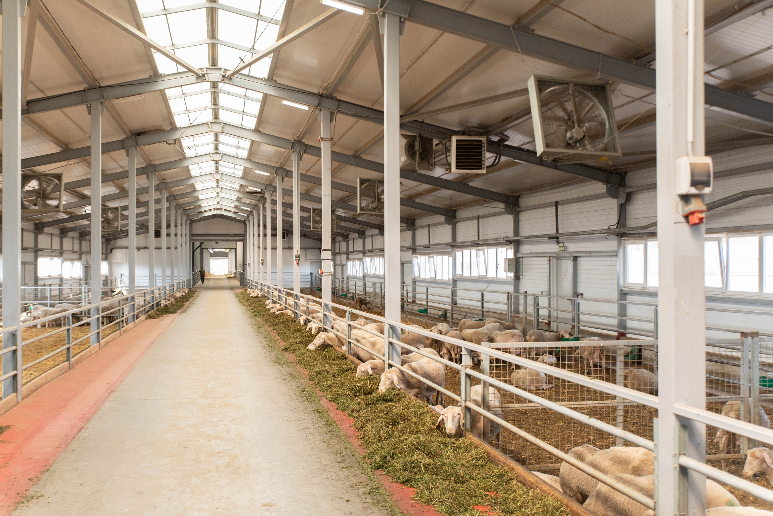 Овечья Ферма. Агрокурьер Красный Яр. Главная