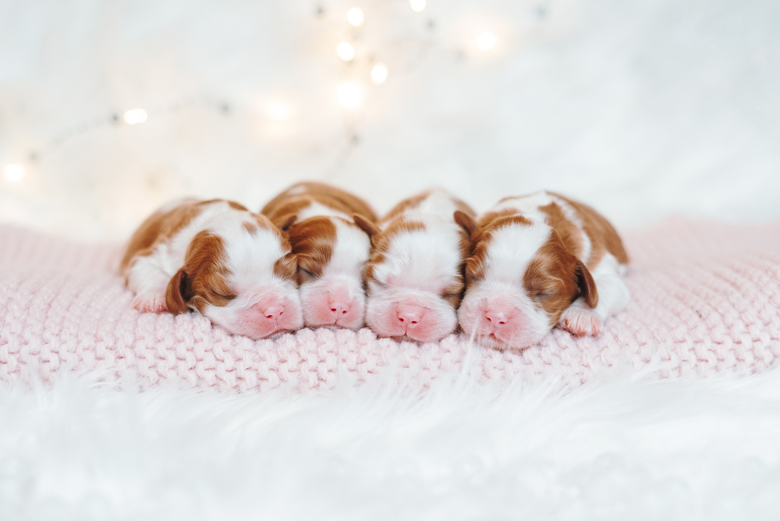 ККЧС. Фотограф анималист Осипчикова Мария