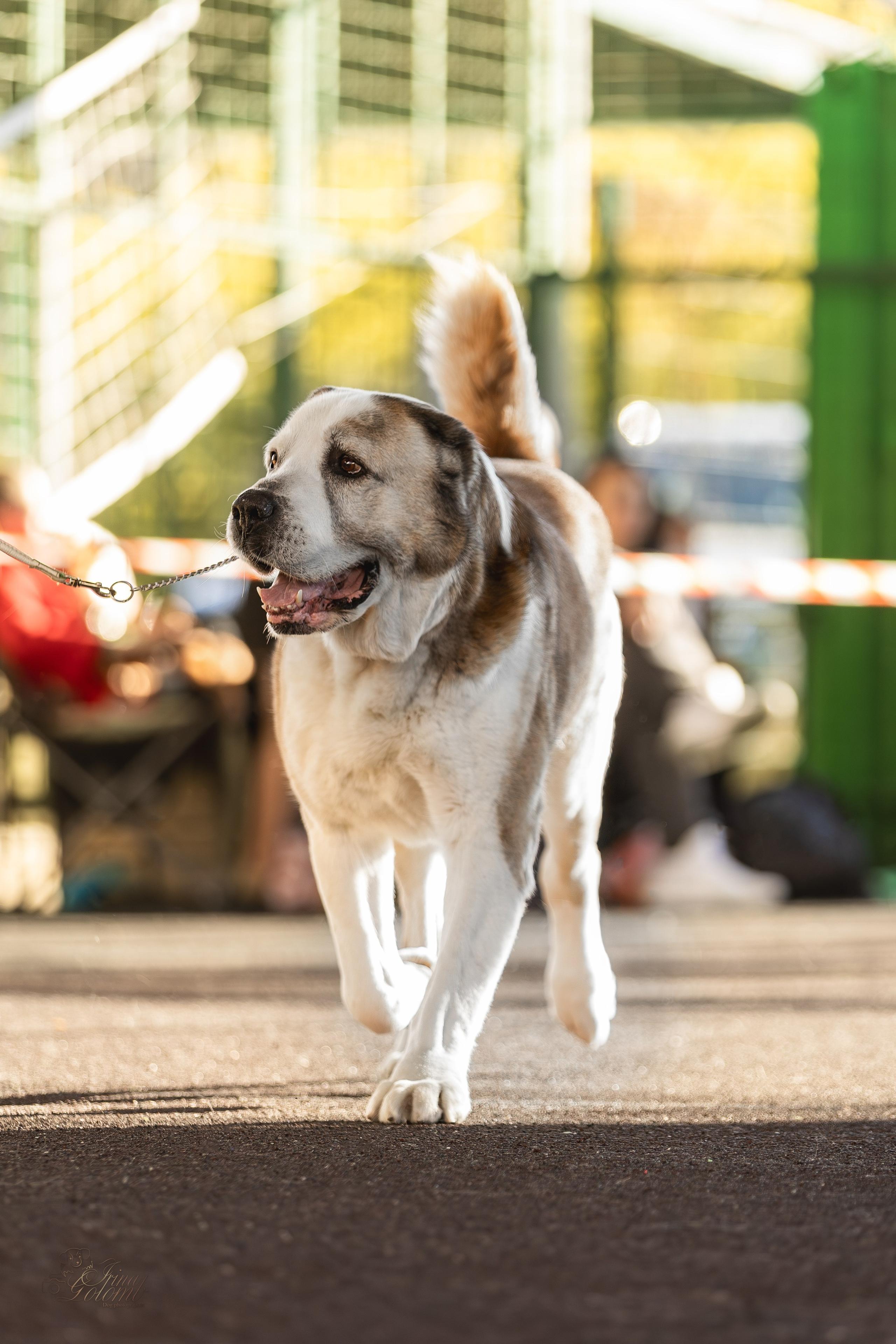 Выставка 25.02.2024. Ирина Голомб|Фотограф-анималист в  Сочи и Калининграде