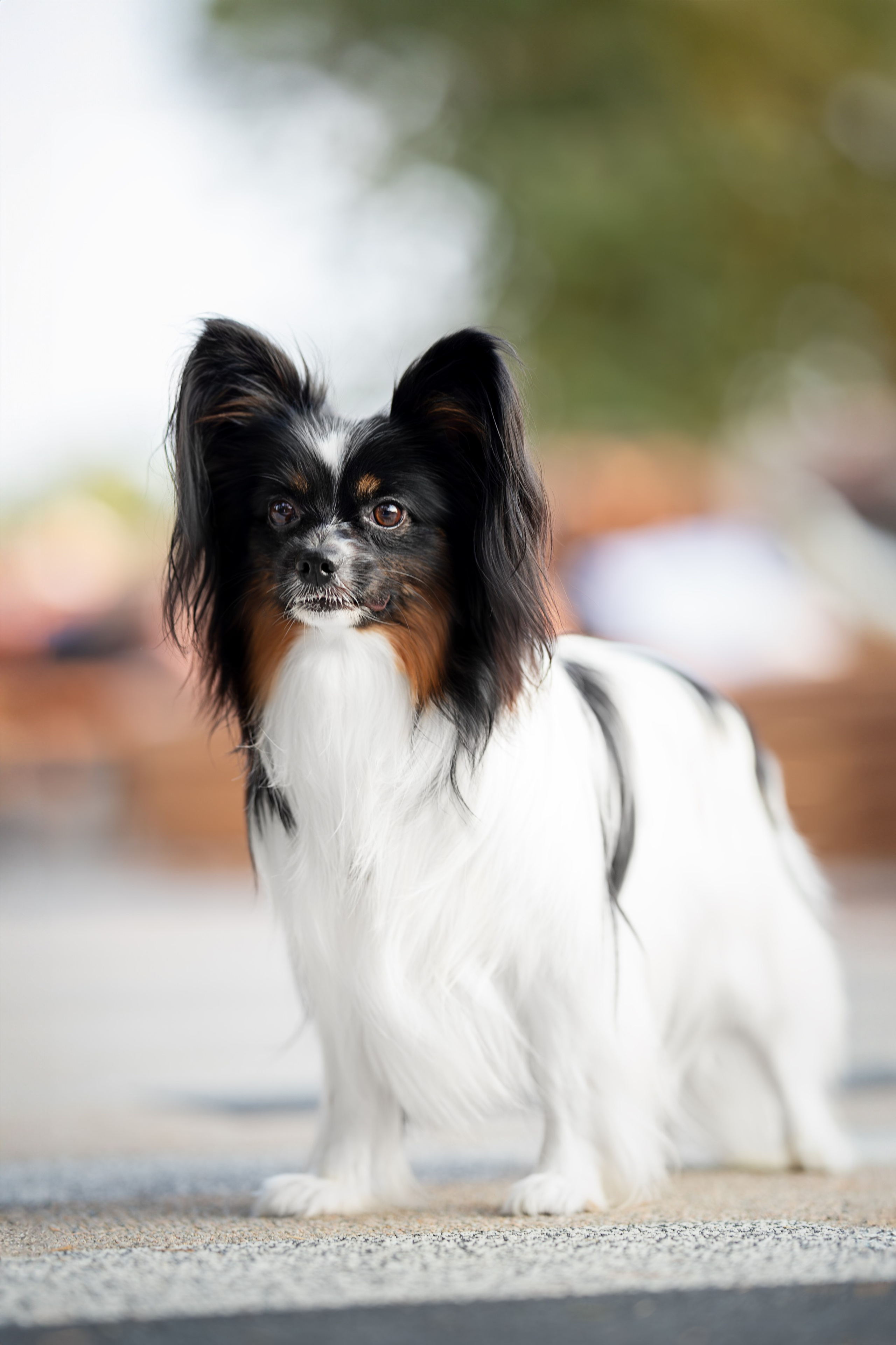 Бэйли, Папийон. Ирина Голомб|Фотограф-анималист в  Сочи и Калининграде