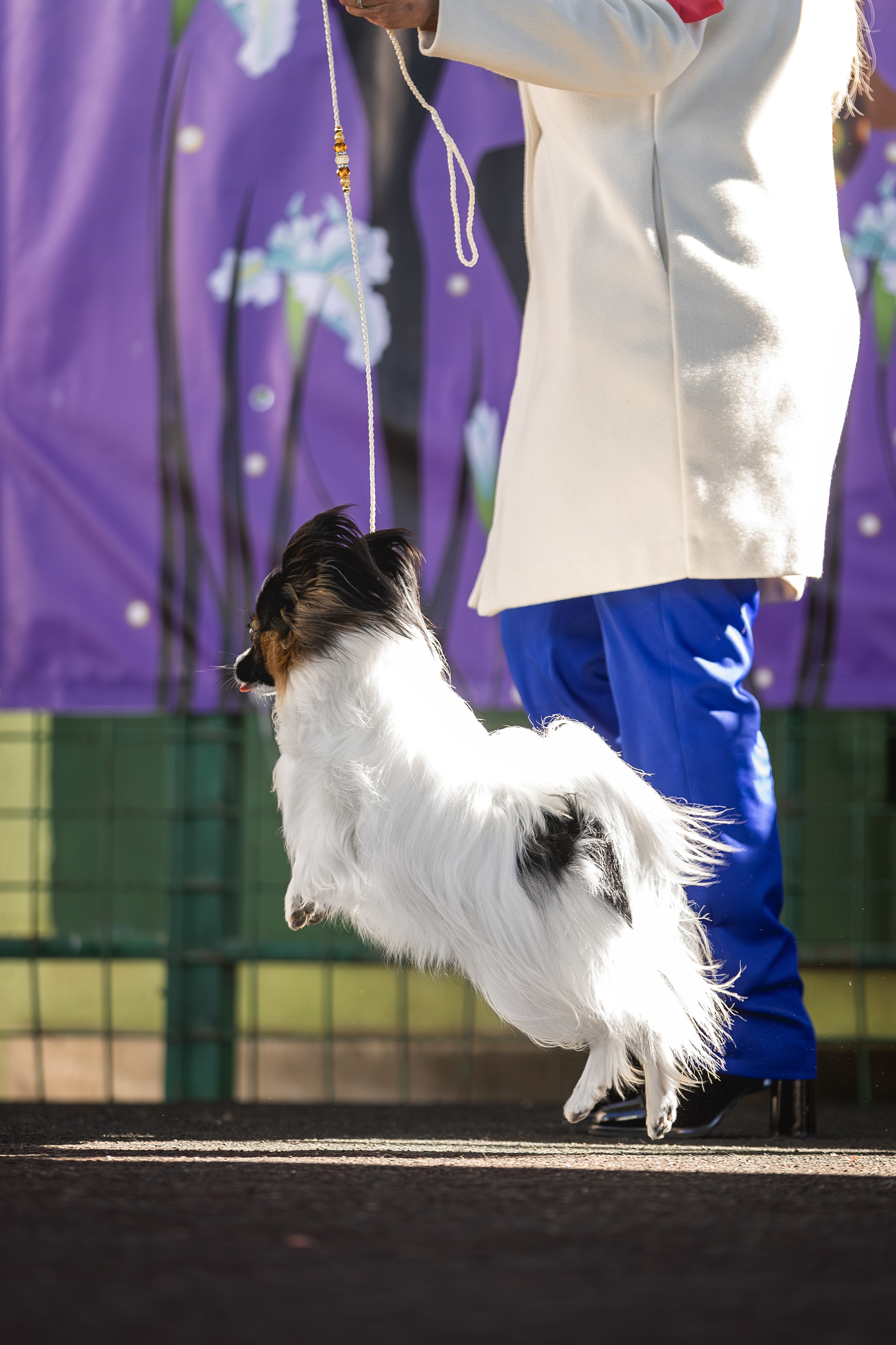 Выставка 25.02.2024. Ирина Голомб|Фотограф-анималист в  Сочи и Калининграде