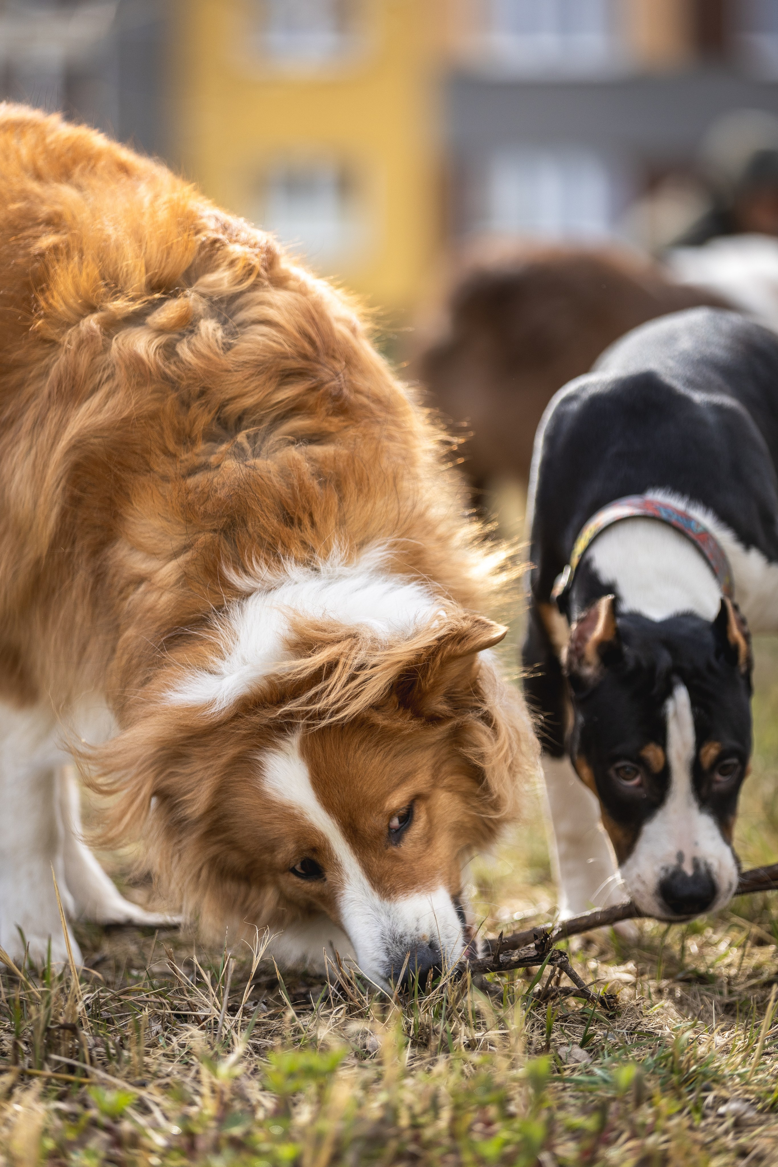 Догтуса 24.03.2024. Ирина Голомб|Фотограф-анималист в  Сочи и Калининграде