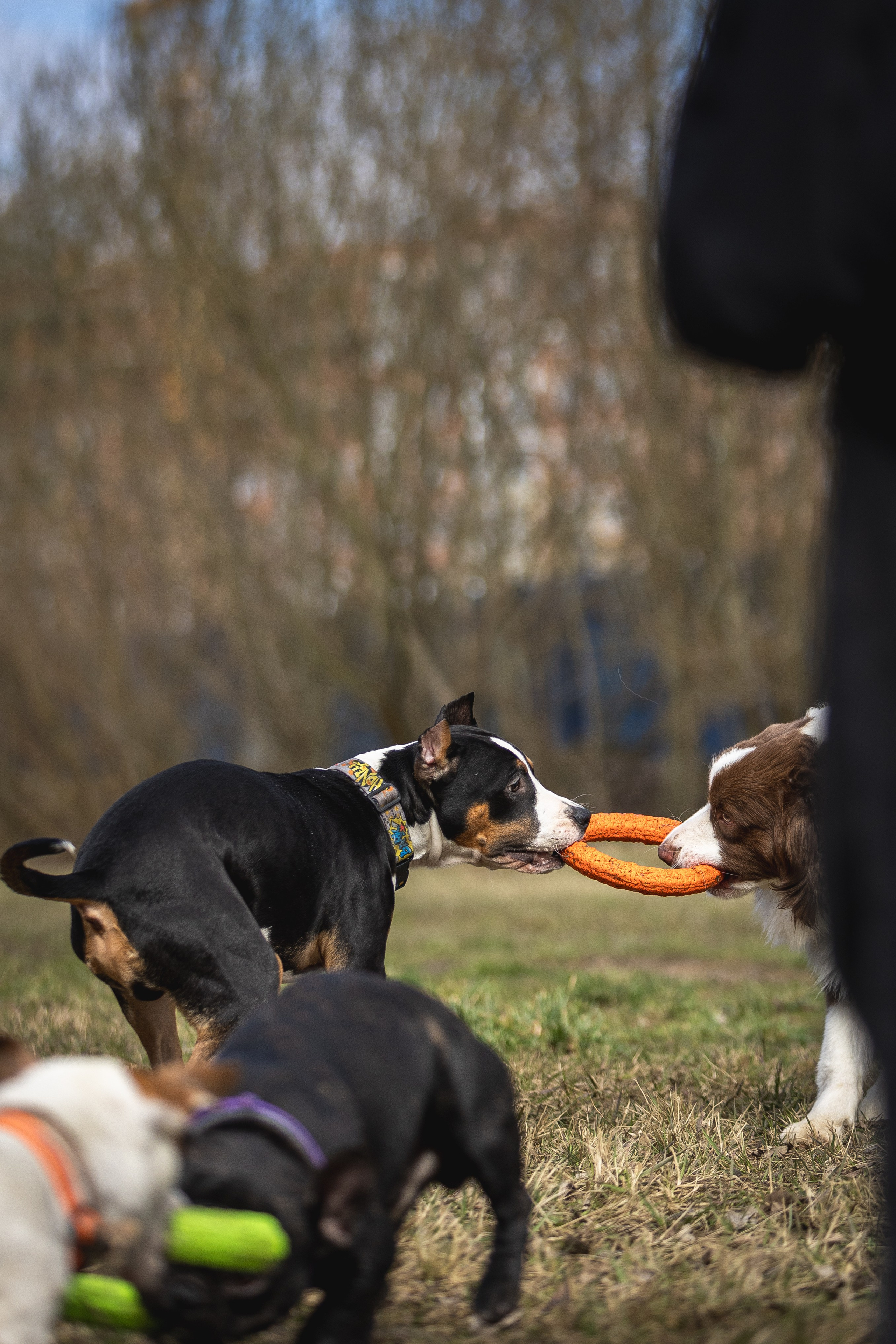 Догтуса 24.03.2024. Ирина Голомб|Фотограф-анималист в  Сочи и Калининграде