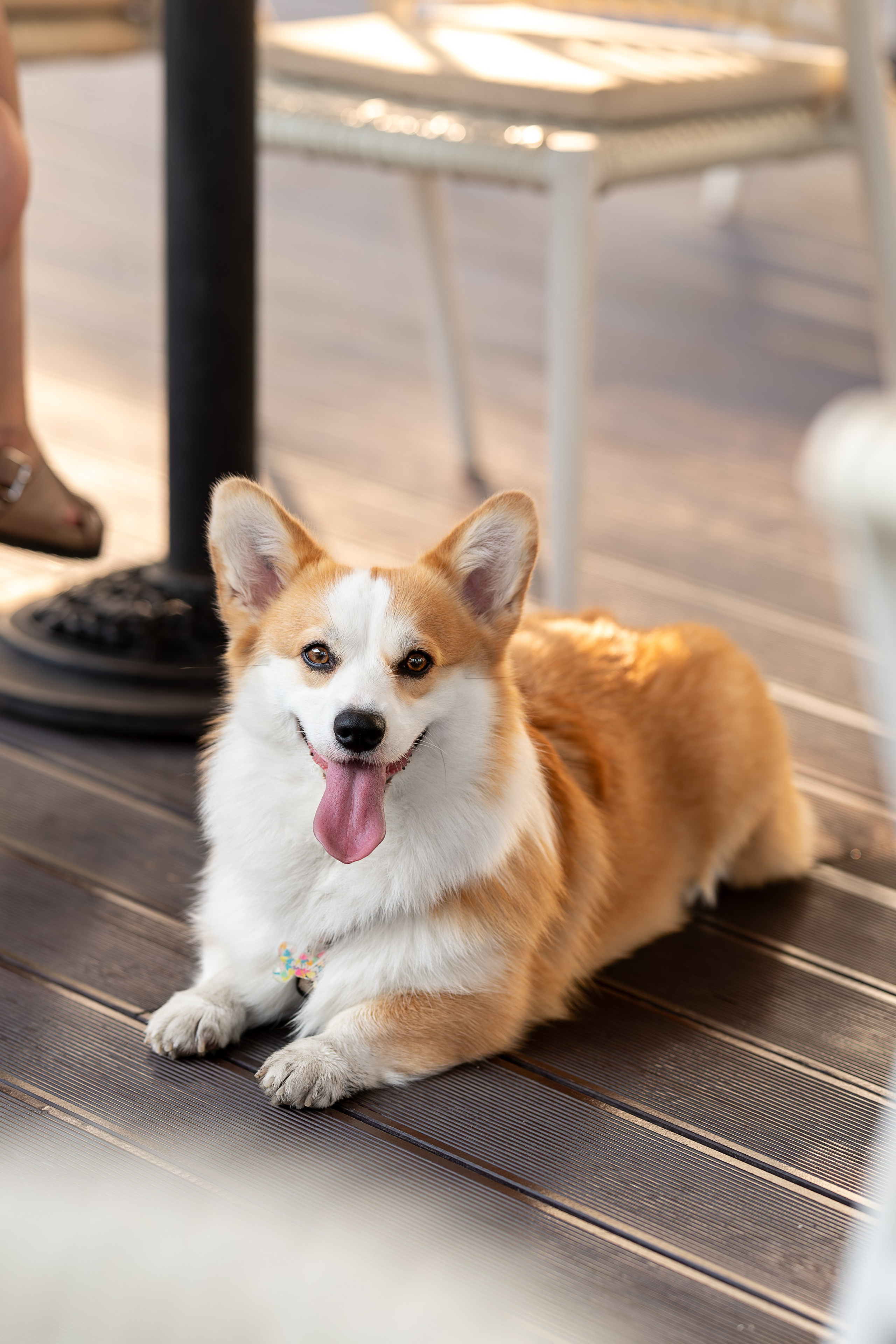 Райна, Корги. Ирина Голомб|Фотограф-анималист в  Сочи и Калининграде