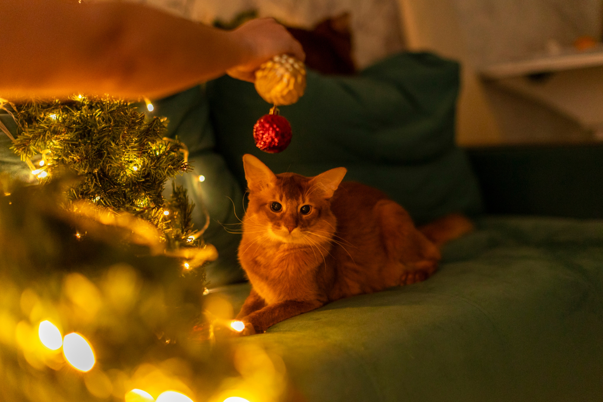 Сомали. Art my Pho