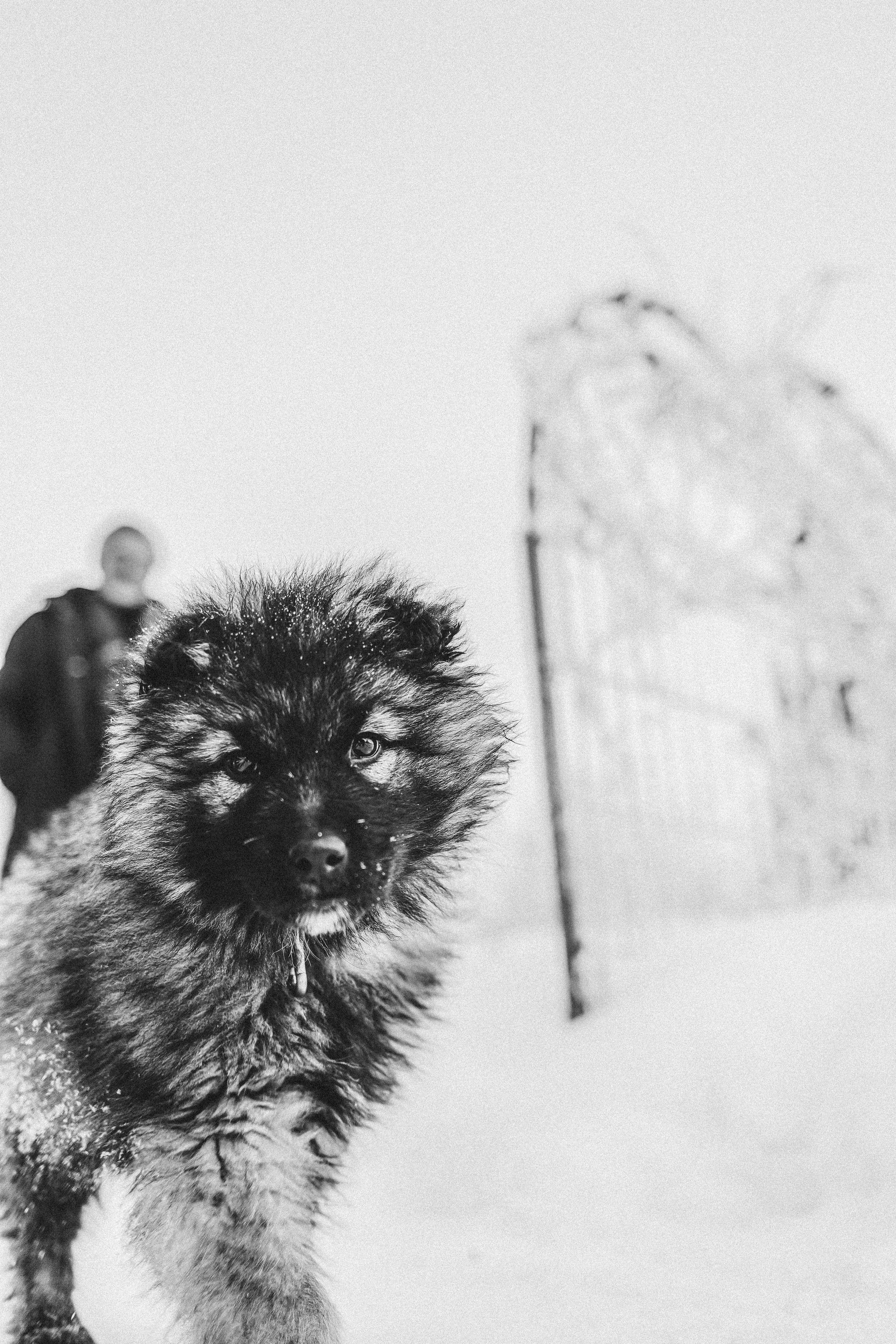 Валентина, Анатолий и Дик. Ульяновка 2023. Фотограф Наталья Шпиллер Санкт-Петербург