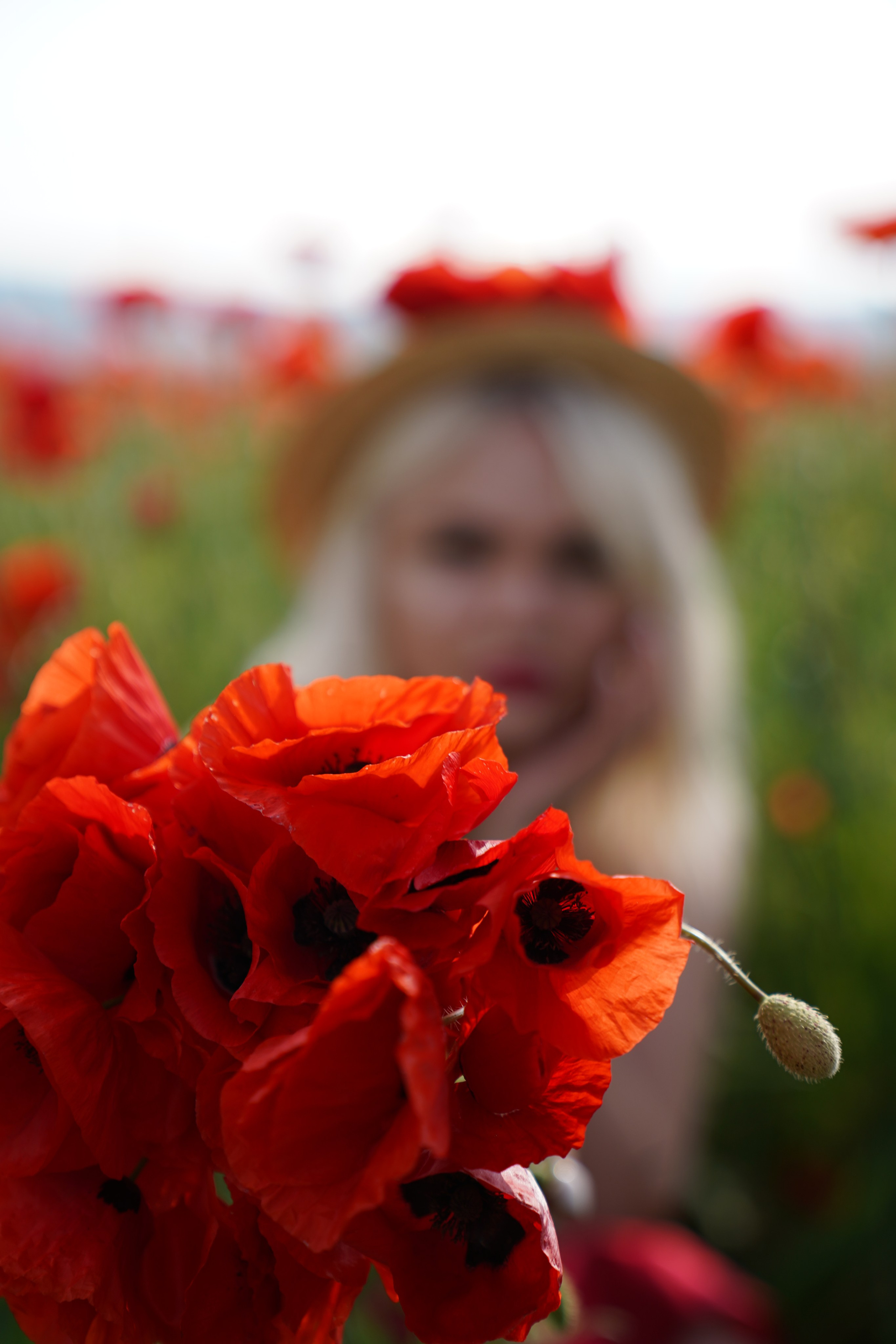 Фото в маковом поле. Фотограф Елена — Севастополь, Крым, Москва