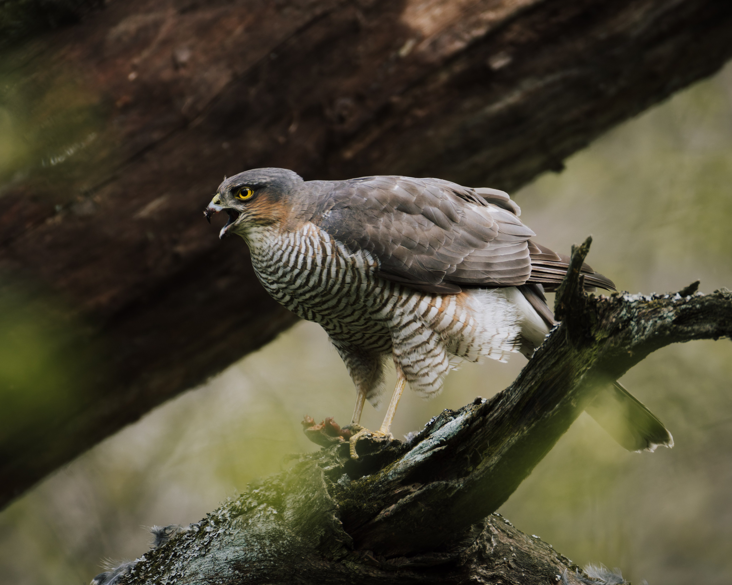 Voronezh 2025. Anton Chernov | Wildlife photographer