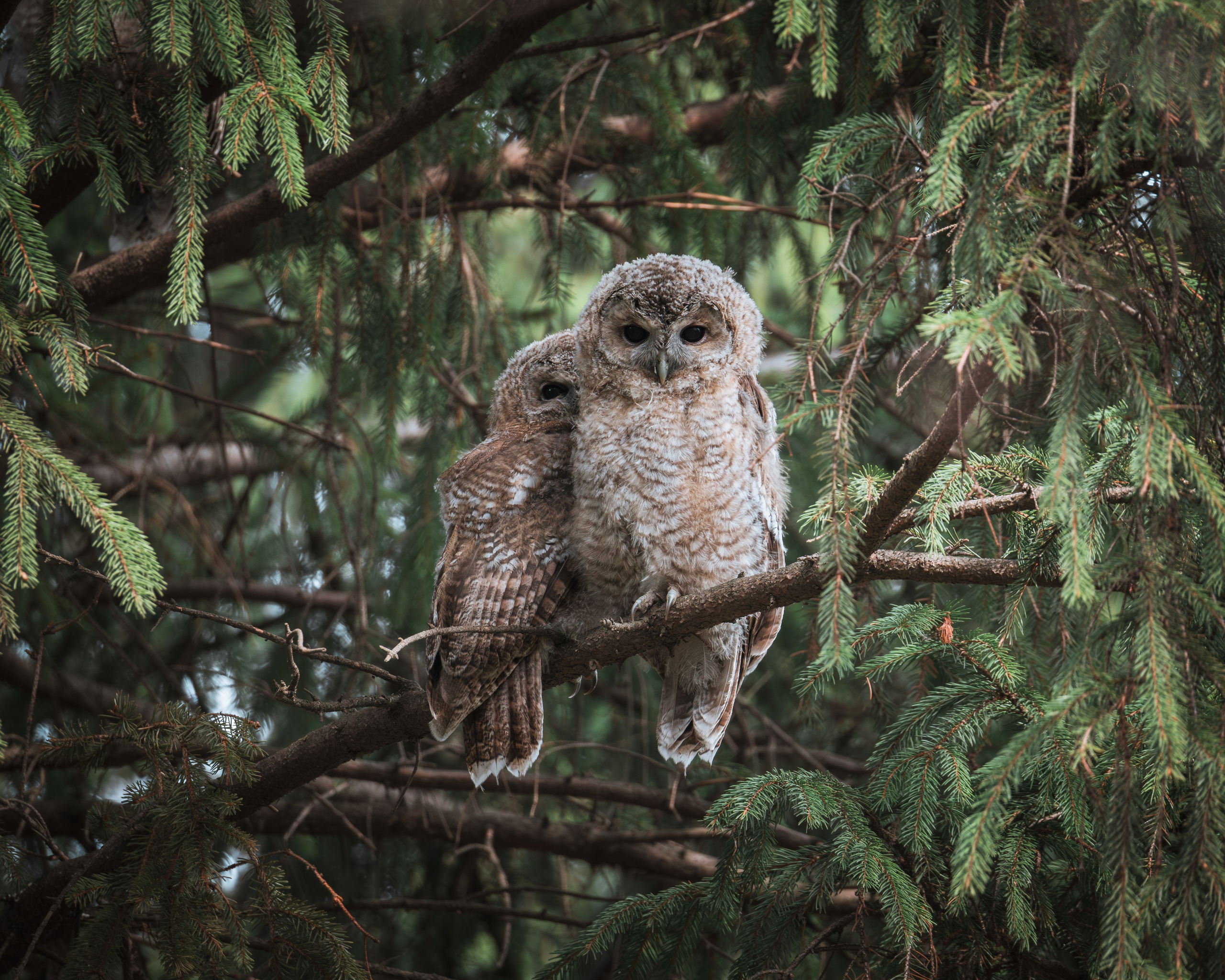 Anton Chernov | Wildlife photographer