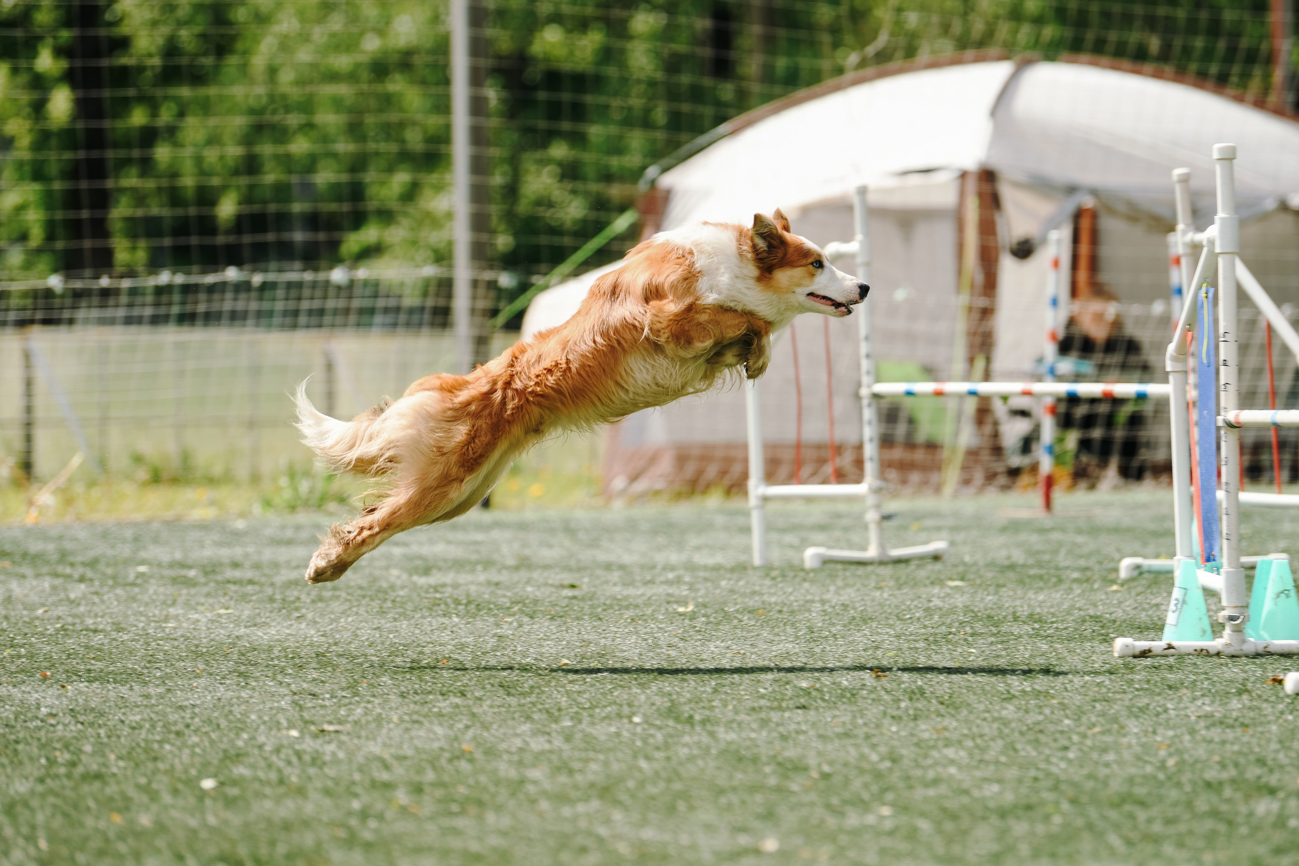 Фотограф-анималист Алёна Ковалёва