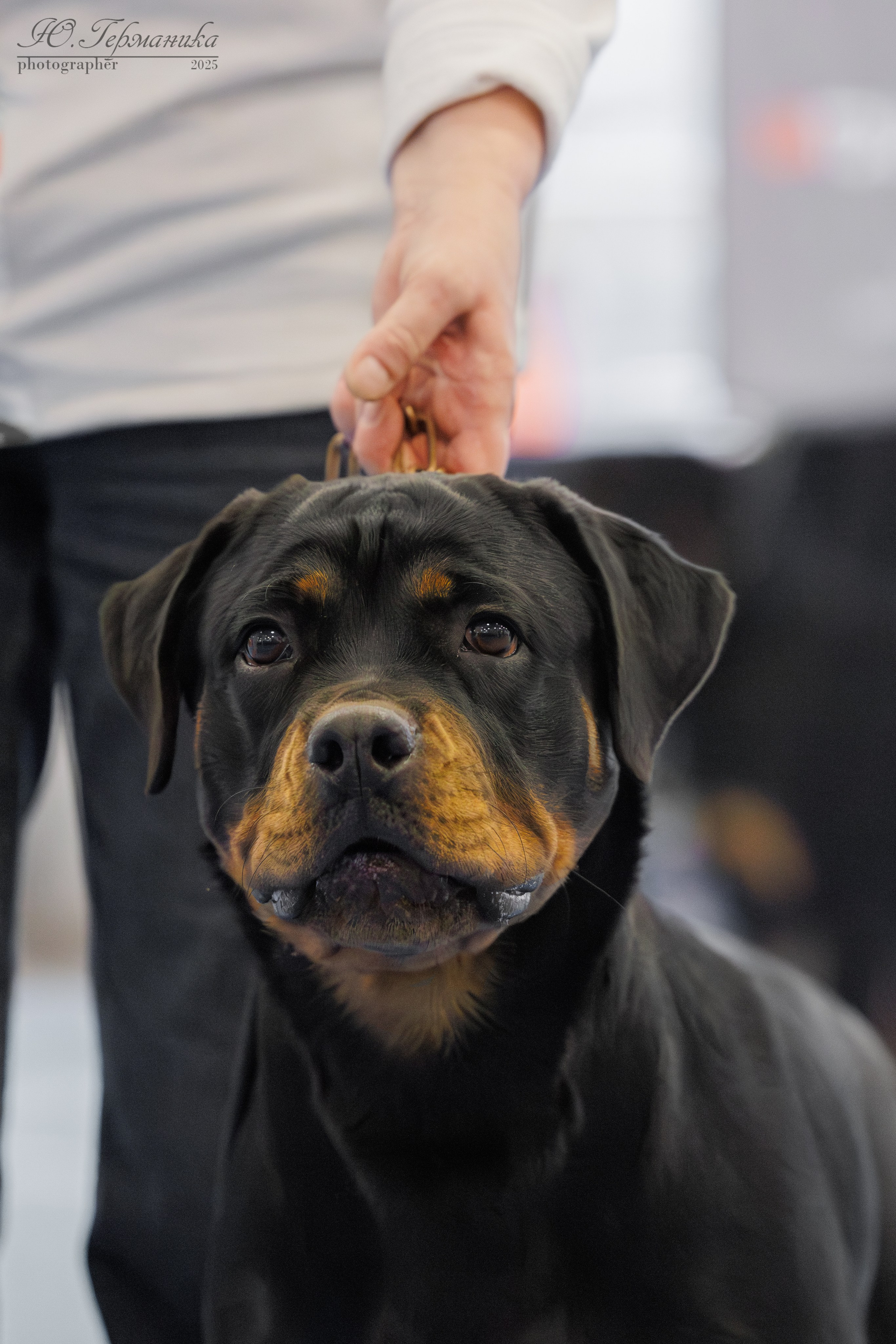 Питер ротвейлеры 18.01,Крокус 19.01.2025. Фотограф-анималист Юлия Германика