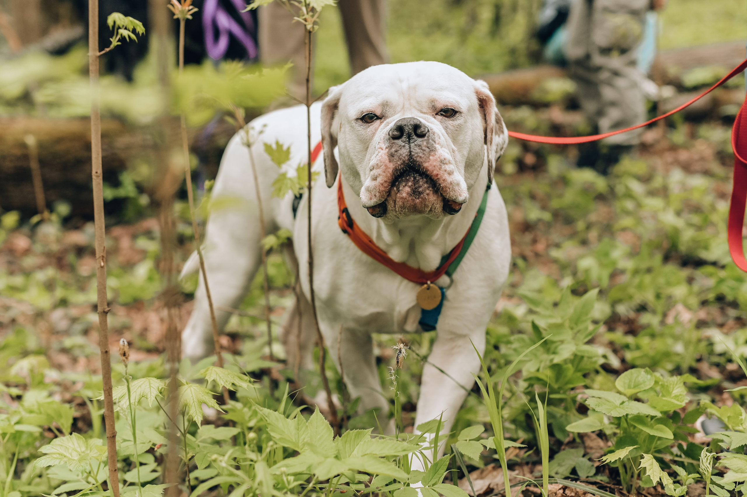 Занятие с кинологом. Семейный и репортажный фотограф в Москве Анастасия Трубкина