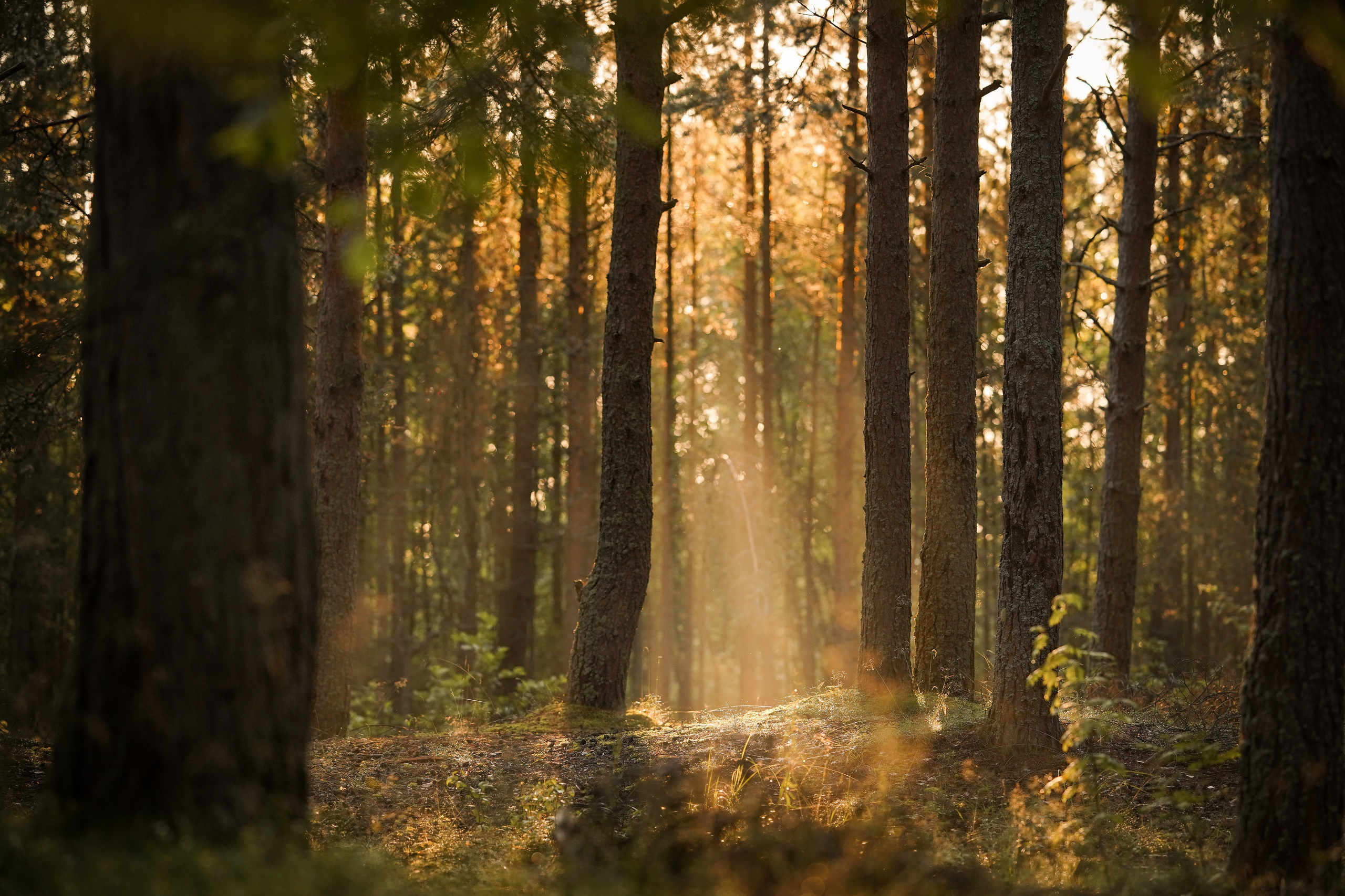 Вероника и Адам. Фотограф-анималист в Санкт-Петербурге Яна Мартынова