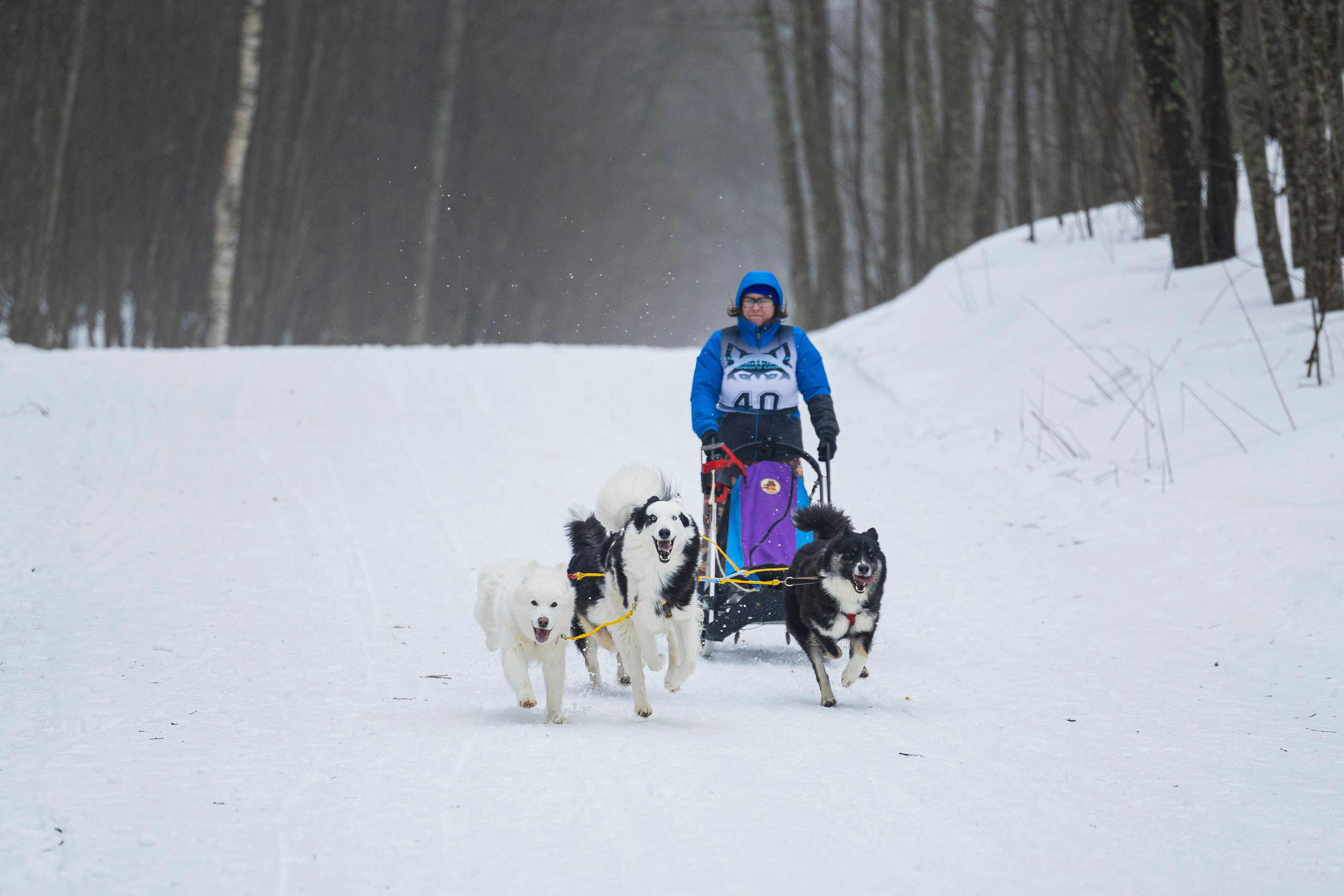 Зимний Чемпионат Санкт-Петербурга по ездовому спорту. Фотограф-анималист Анна Маринич