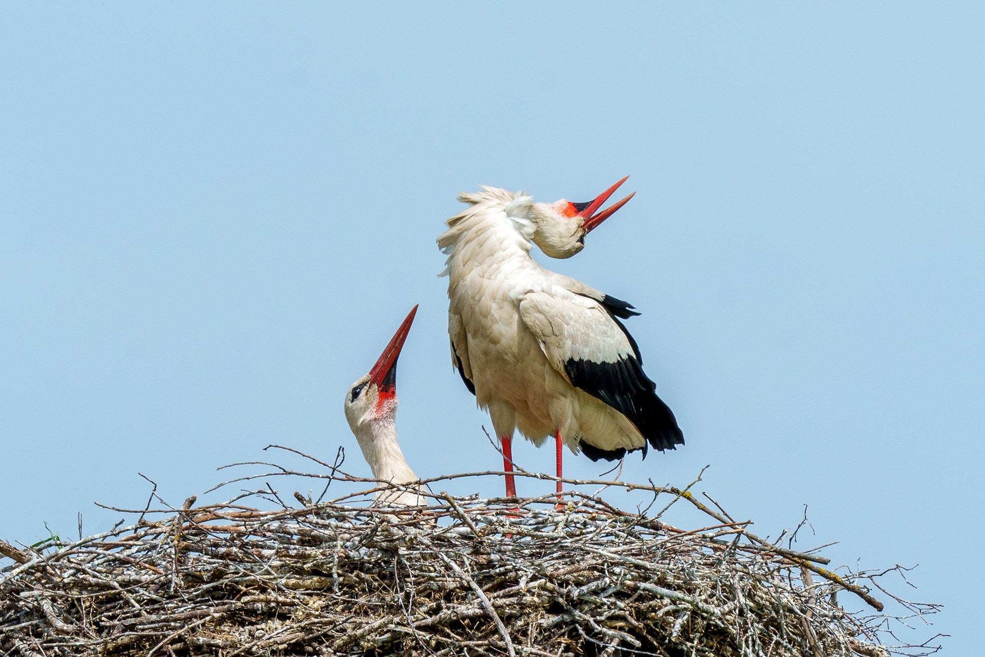 Удивительные мир птиц. Вокруг нас столько прекрасного — присмотритесь!. Ваш личный фотограф Марина Волкова