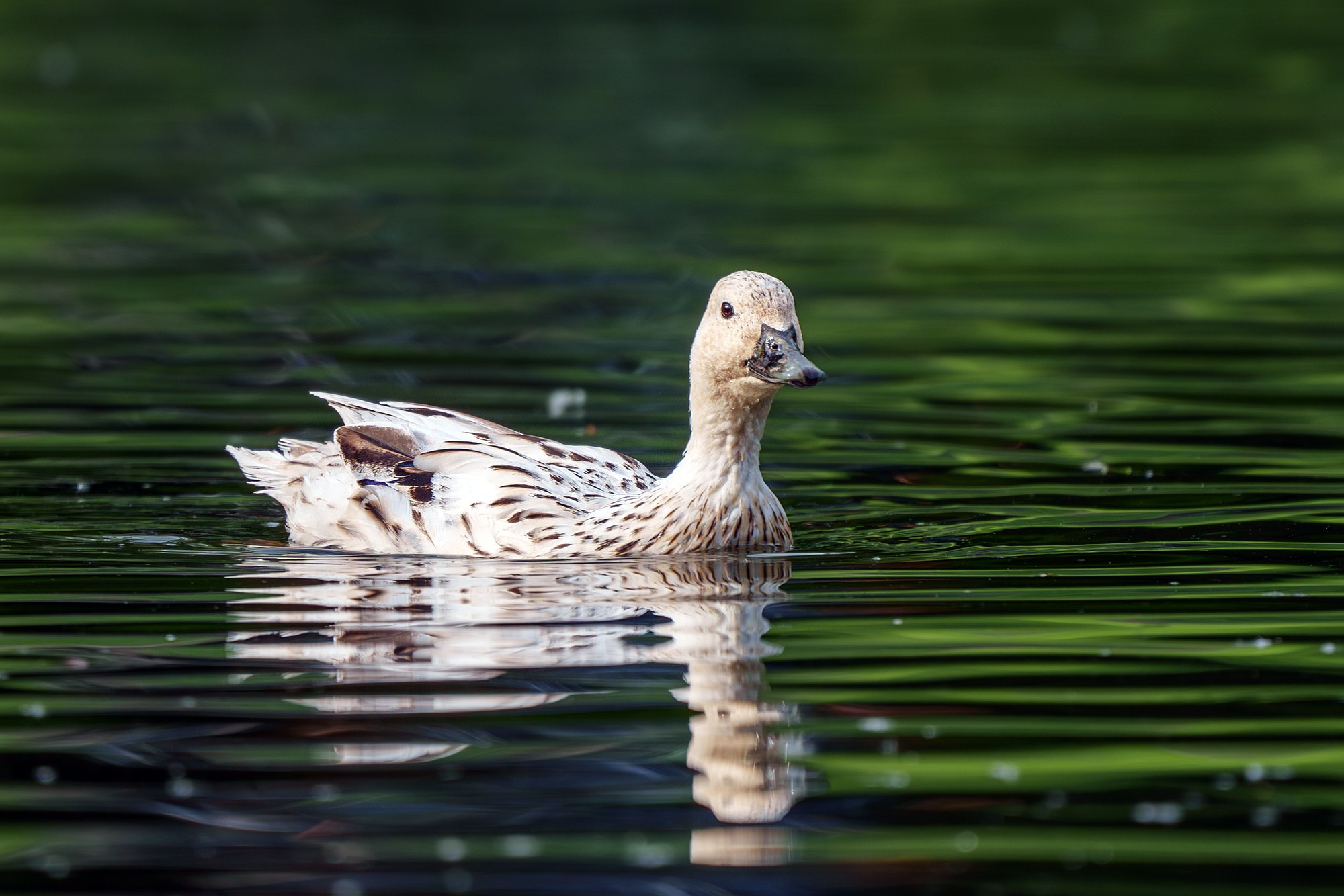 Удивительные мир птиц. Вокруг нас столько прекрасного — присмотритесь!. Ваш личный фотограф Марина Волкова