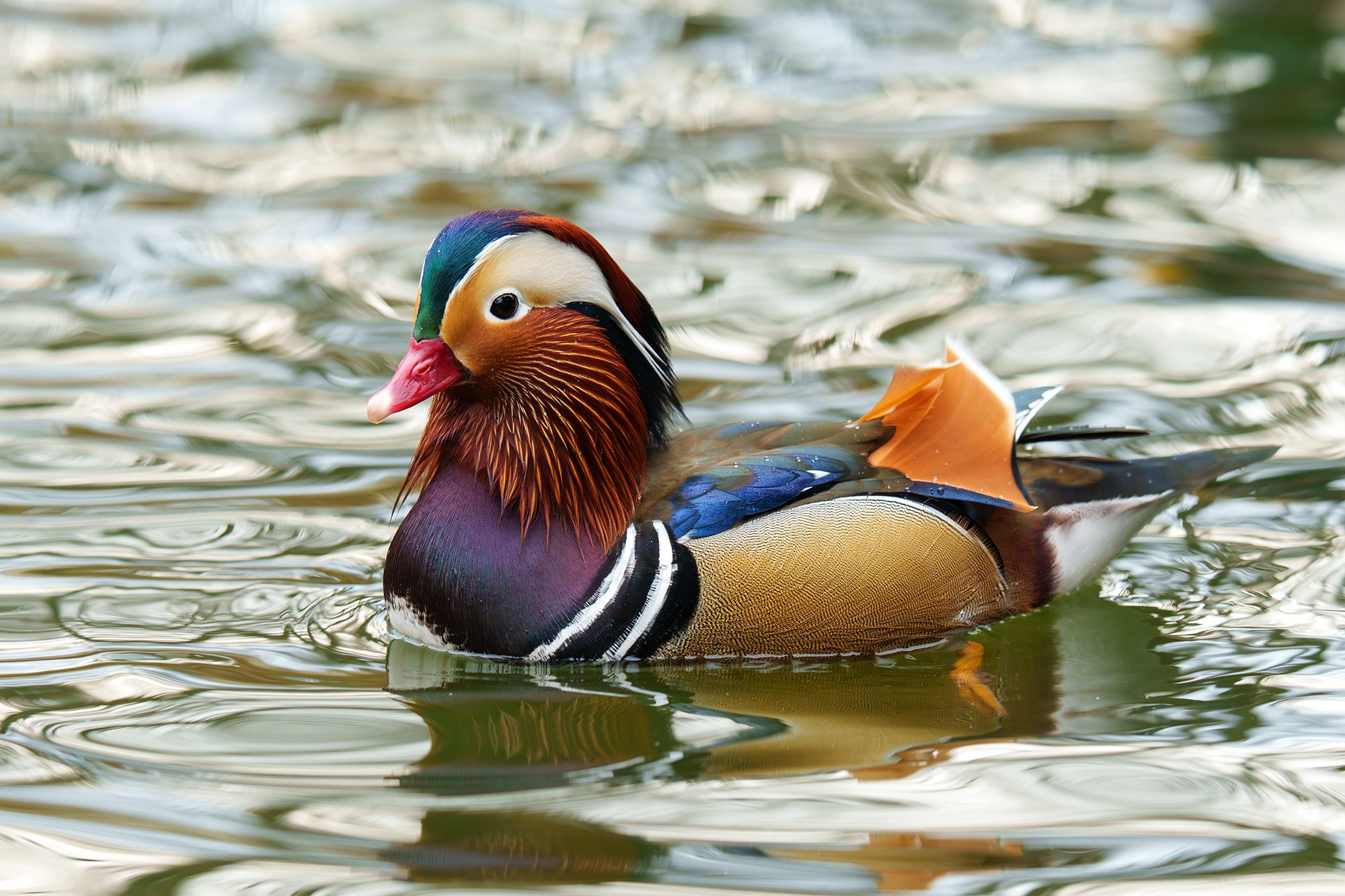 Удивительные мир птиц. Вокруг нас столько прекрасного — присмотритесь!. Ваш личный фотограф Марина Волкова