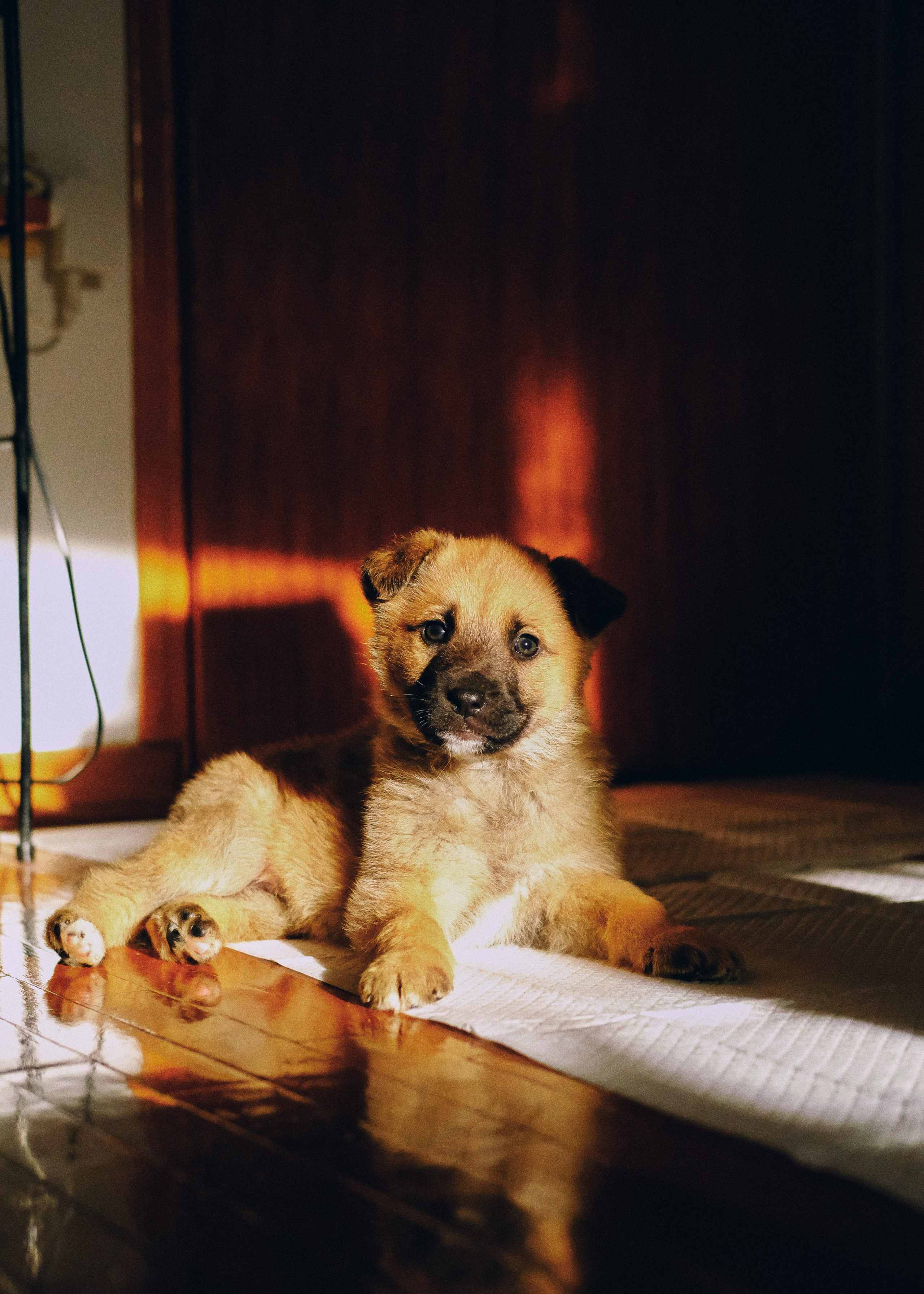 Animals. Sasha Shu — retoucher and photographer