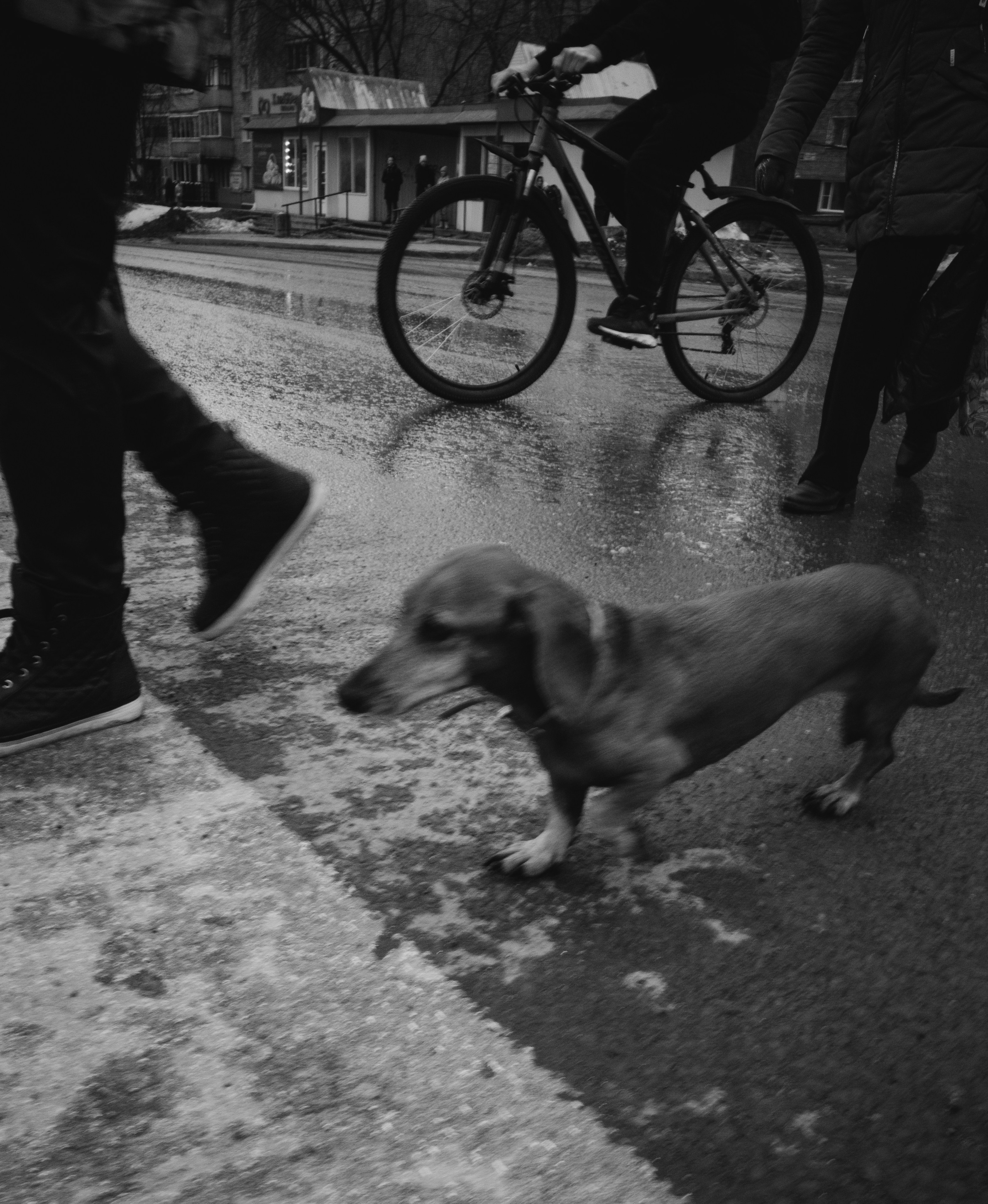 Собаки. Фотограф Александр Тихонов