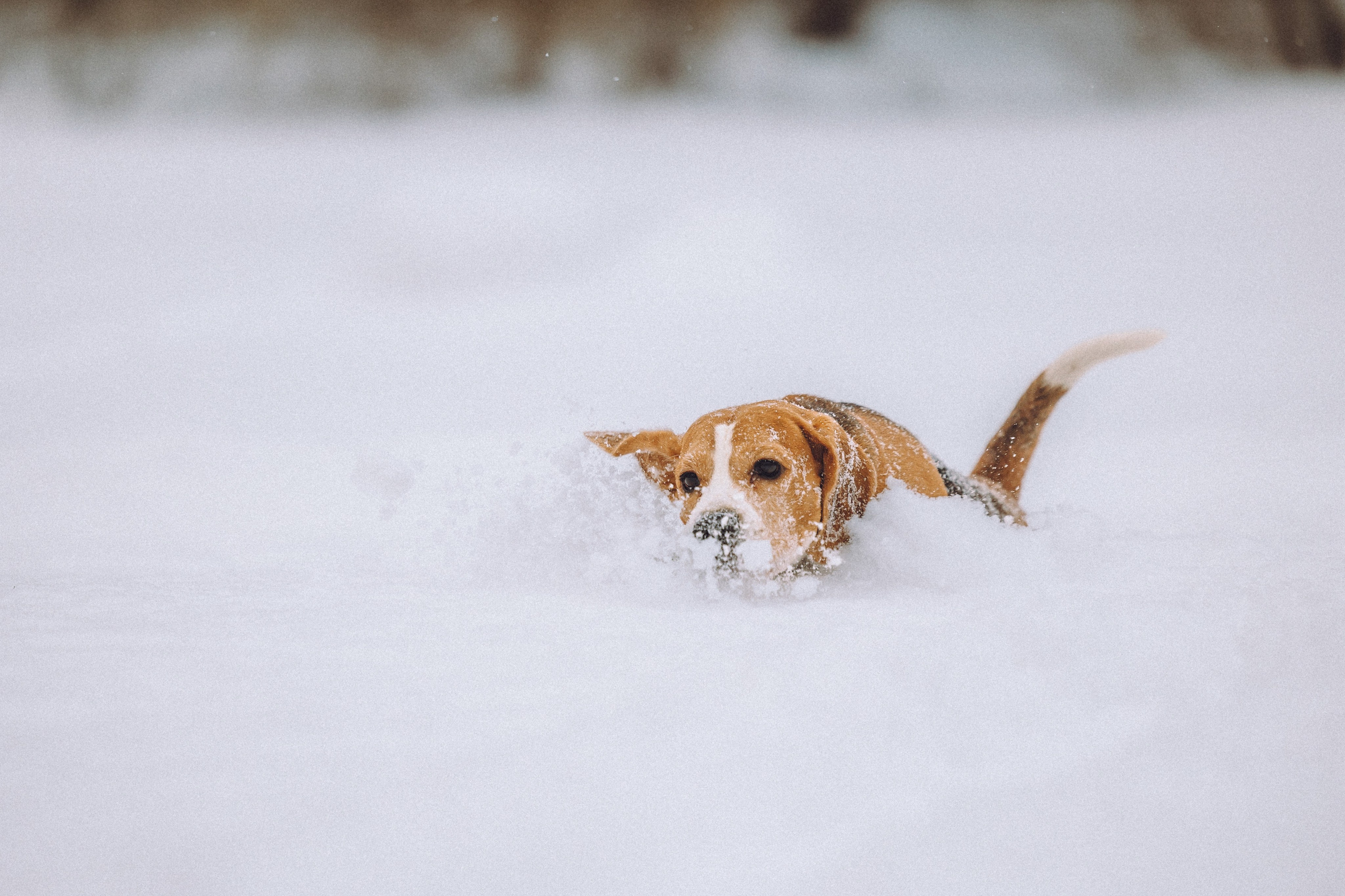 Роман, Портер и Коррес