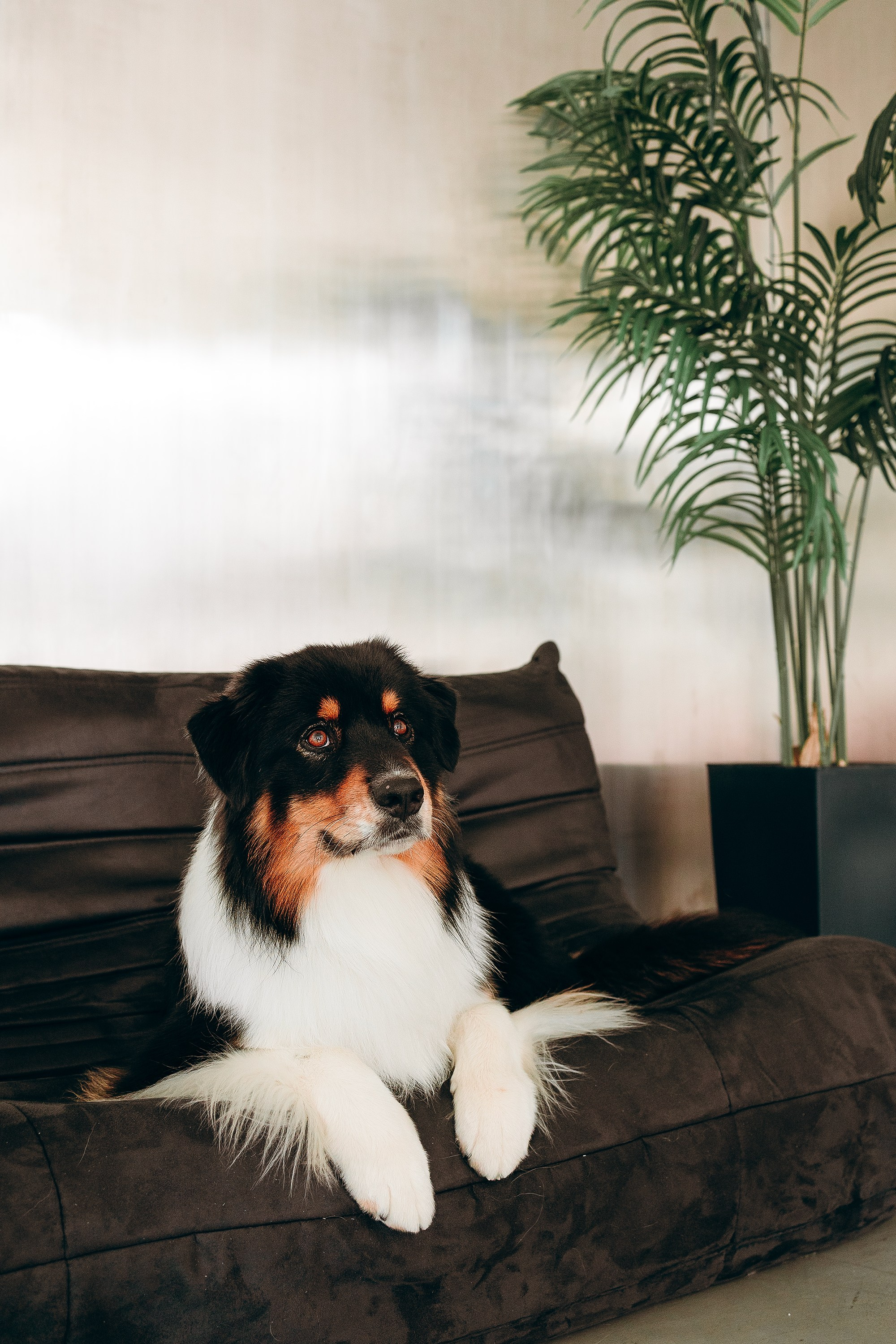 День рождения Рея. Фотограф. Фотограф-анималист. Москва