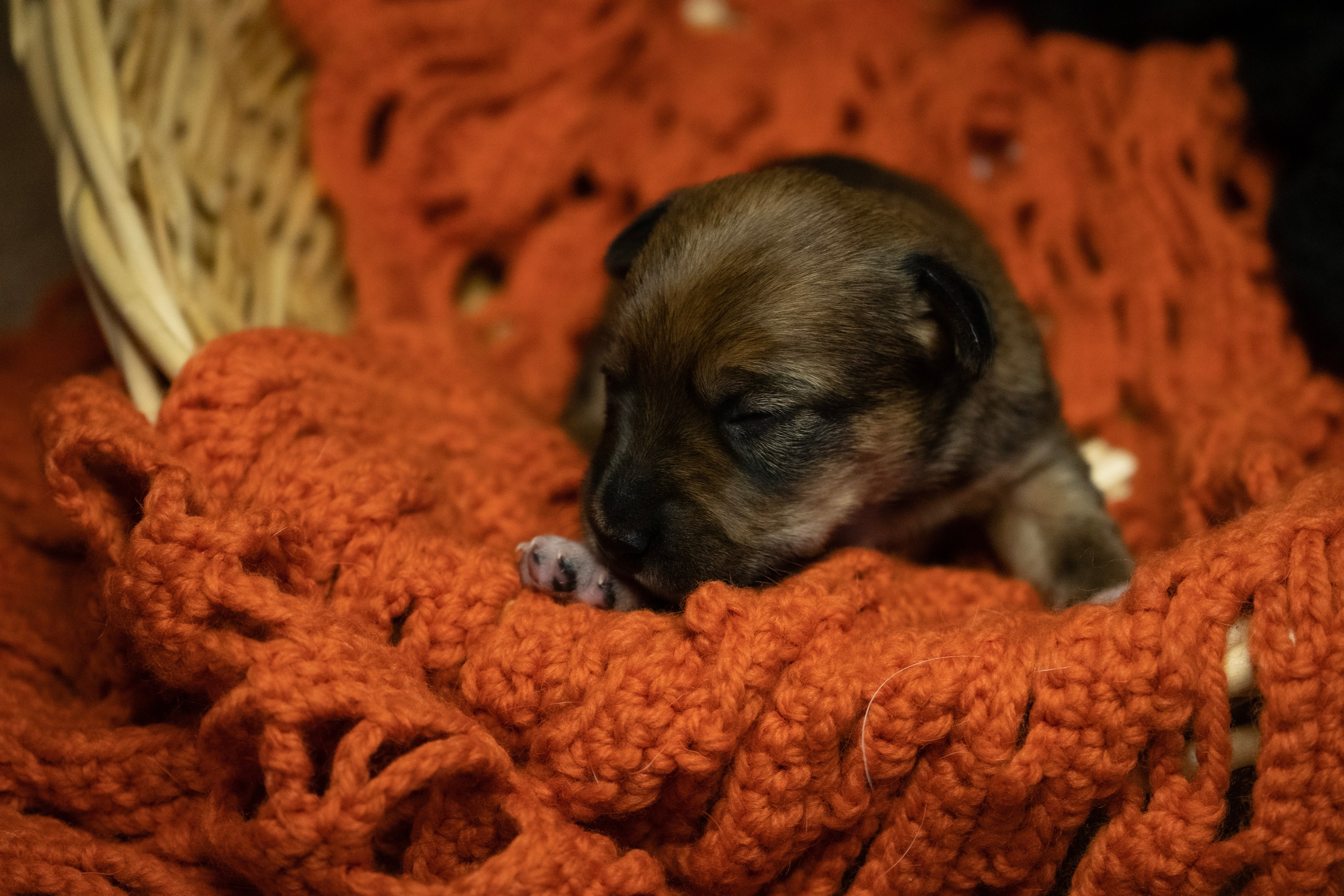 Фотосессии Пушистиков. Фотограф в Санкт-Петербурге Виктория Барышникова