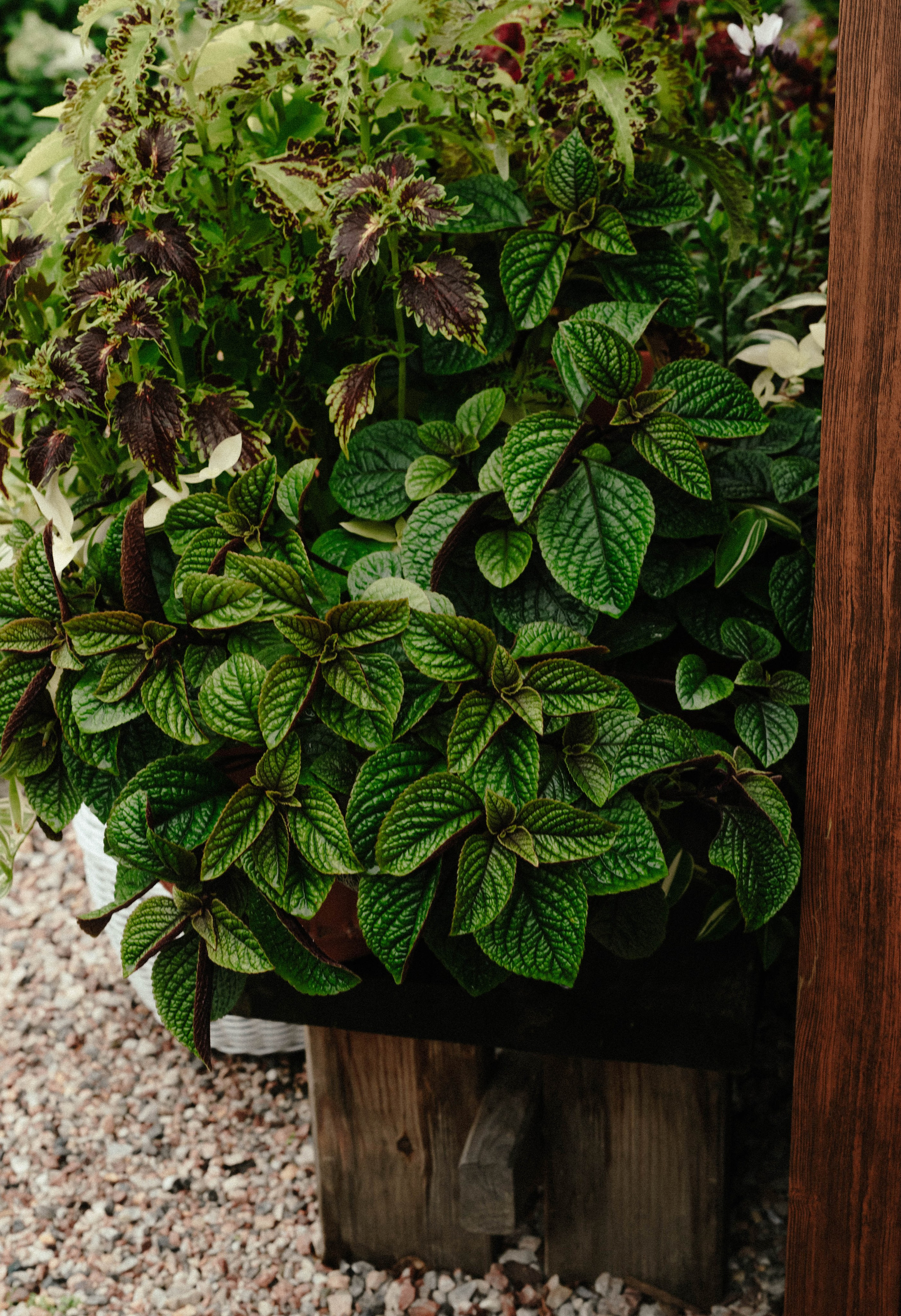 Лесное царство Оксаны. Свадебный и семейный фотограф в Новосибирске, Санкт-Петербурге, Москве