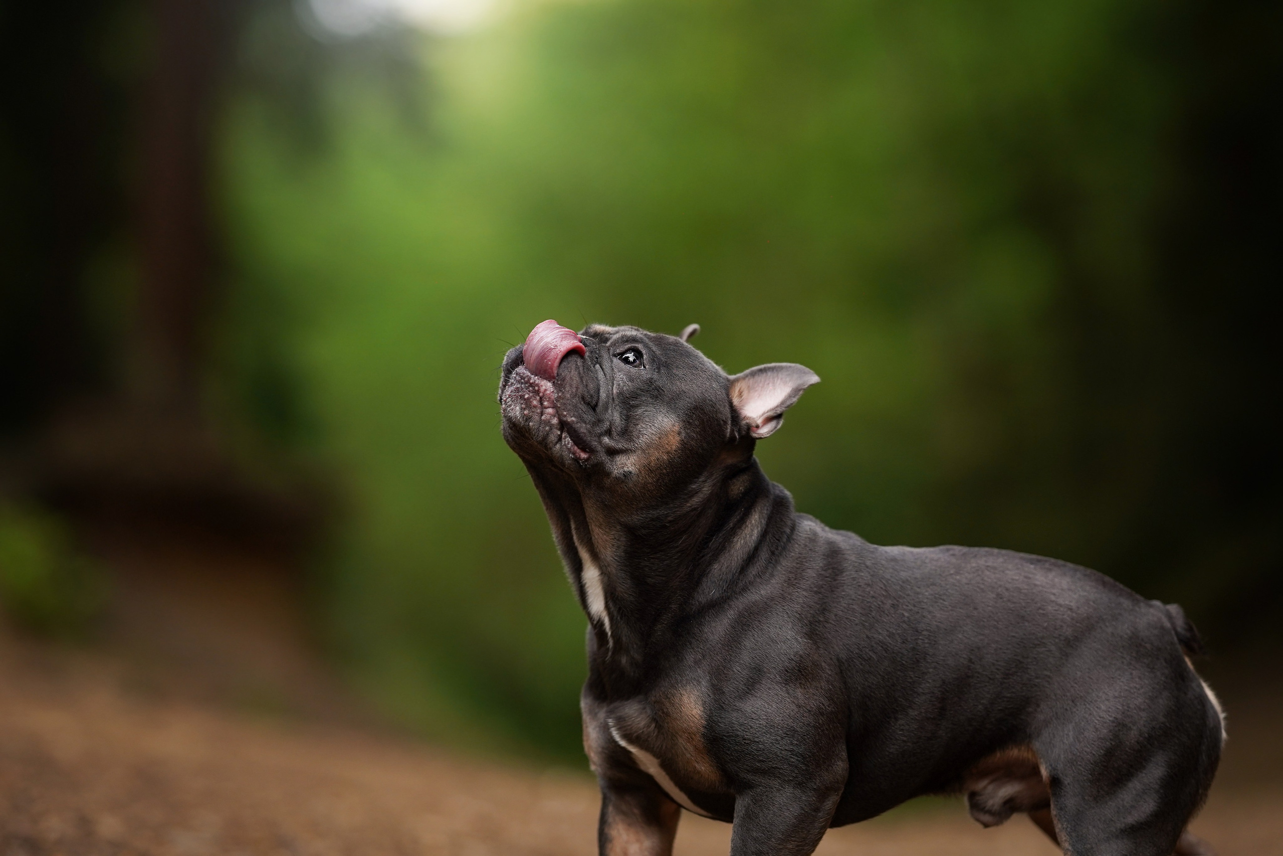 Юлия Петя и Моника. Фотограф-анималист в Санкт-Петербурге Яна Мартынова