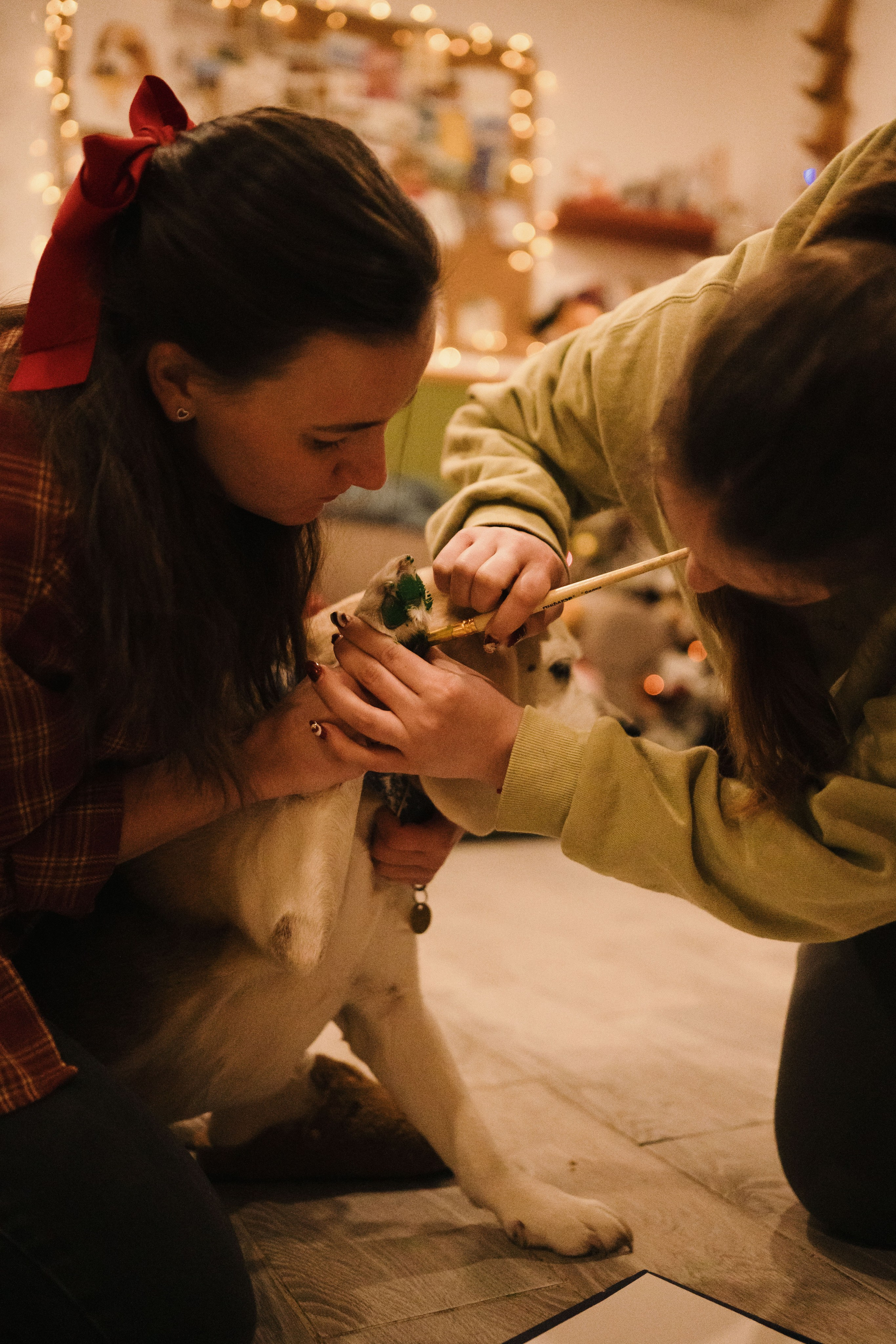 Зоогостиница Мишка. Фотограф- анималист Александра Матвеева