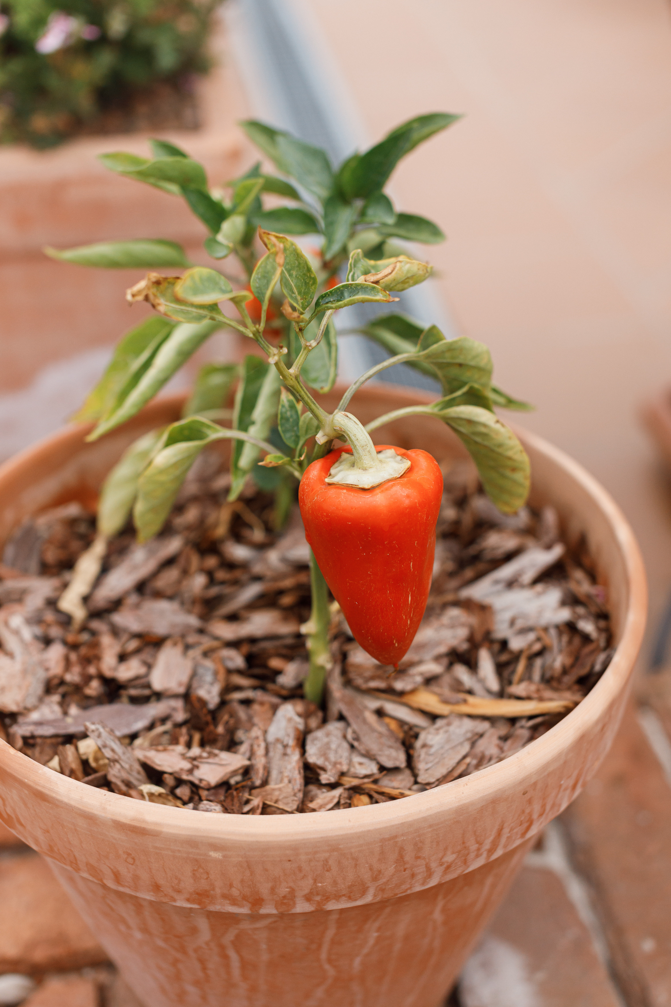 Антон и Мария. Свадебный и семейный фотограф в Ростове-на-Дону Анастасия Арестова
