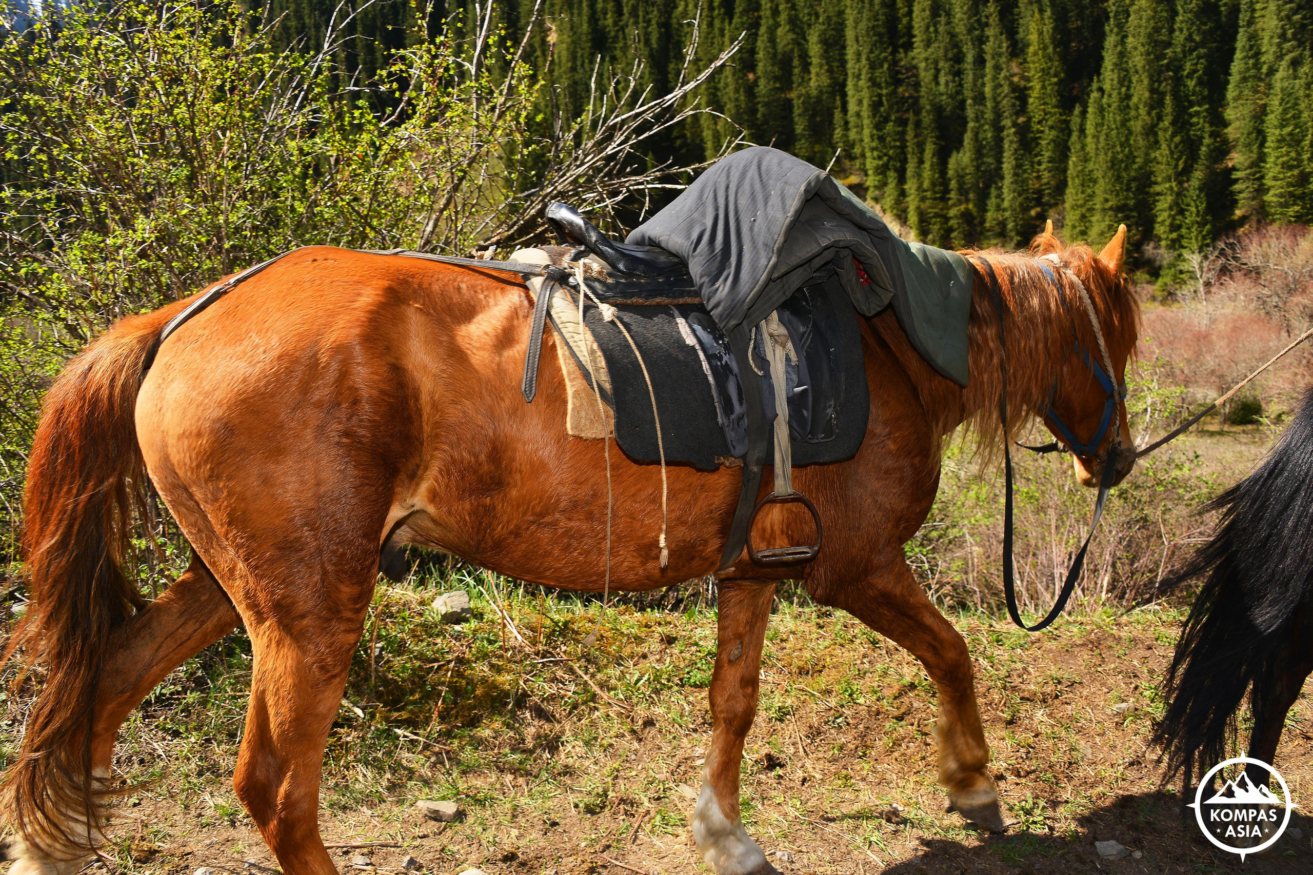 Туризм. Фотосъёмка. Фотограф Сергей Авдеев-семейный и детский фотограф в Алматы