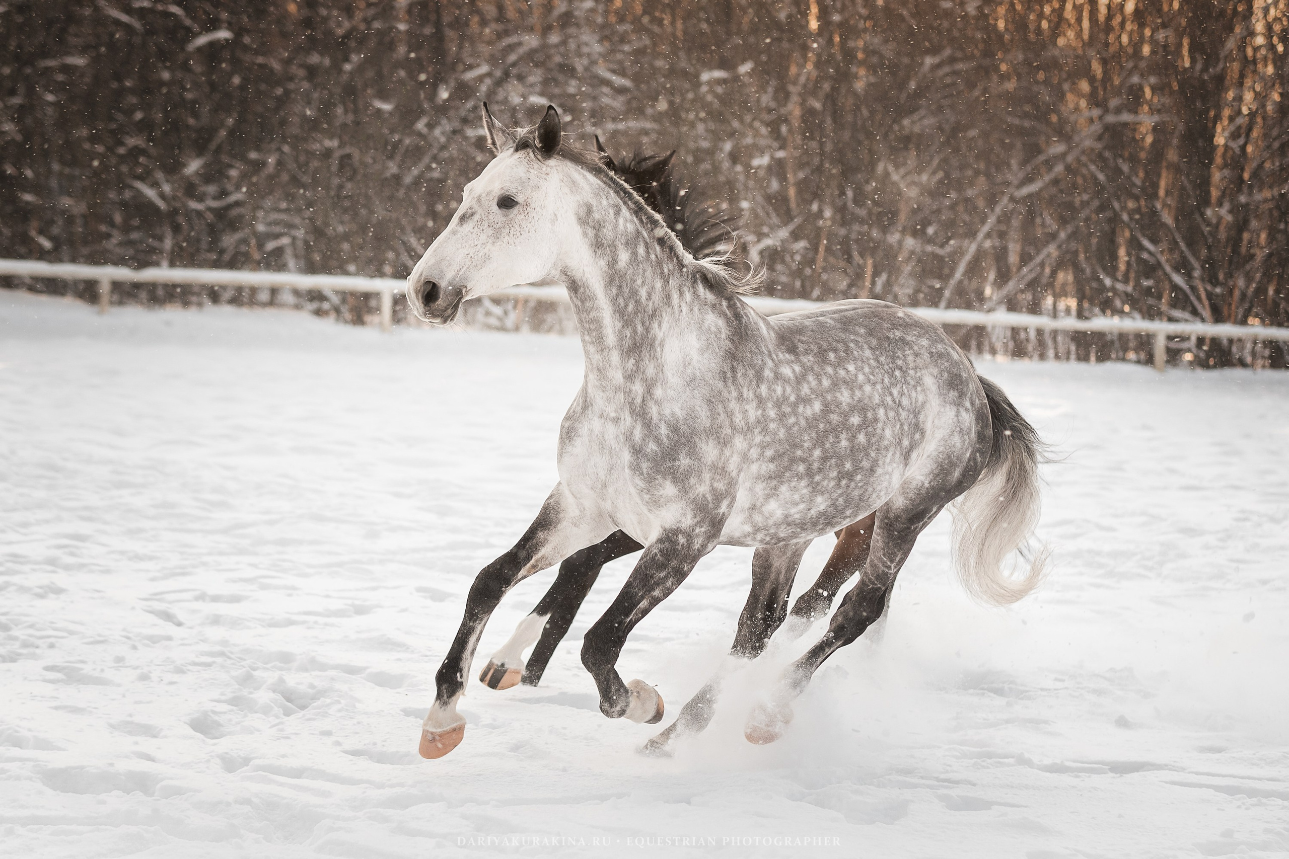 Ловеласка и Клистал Лав, «ЮНА». Конный фотограф Куракина Дарья • Фотосессии с лошадьми