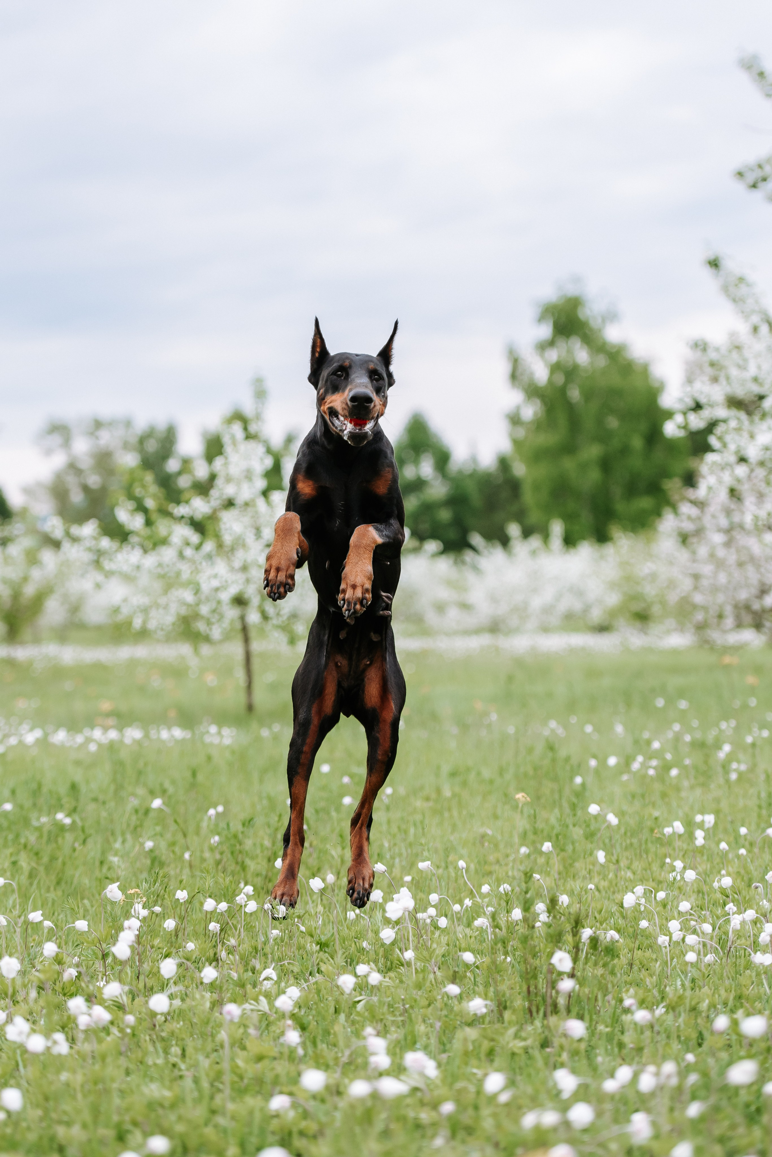 Цветение с доберманами. Фотограф Диана Оленина Красноярск / Братск