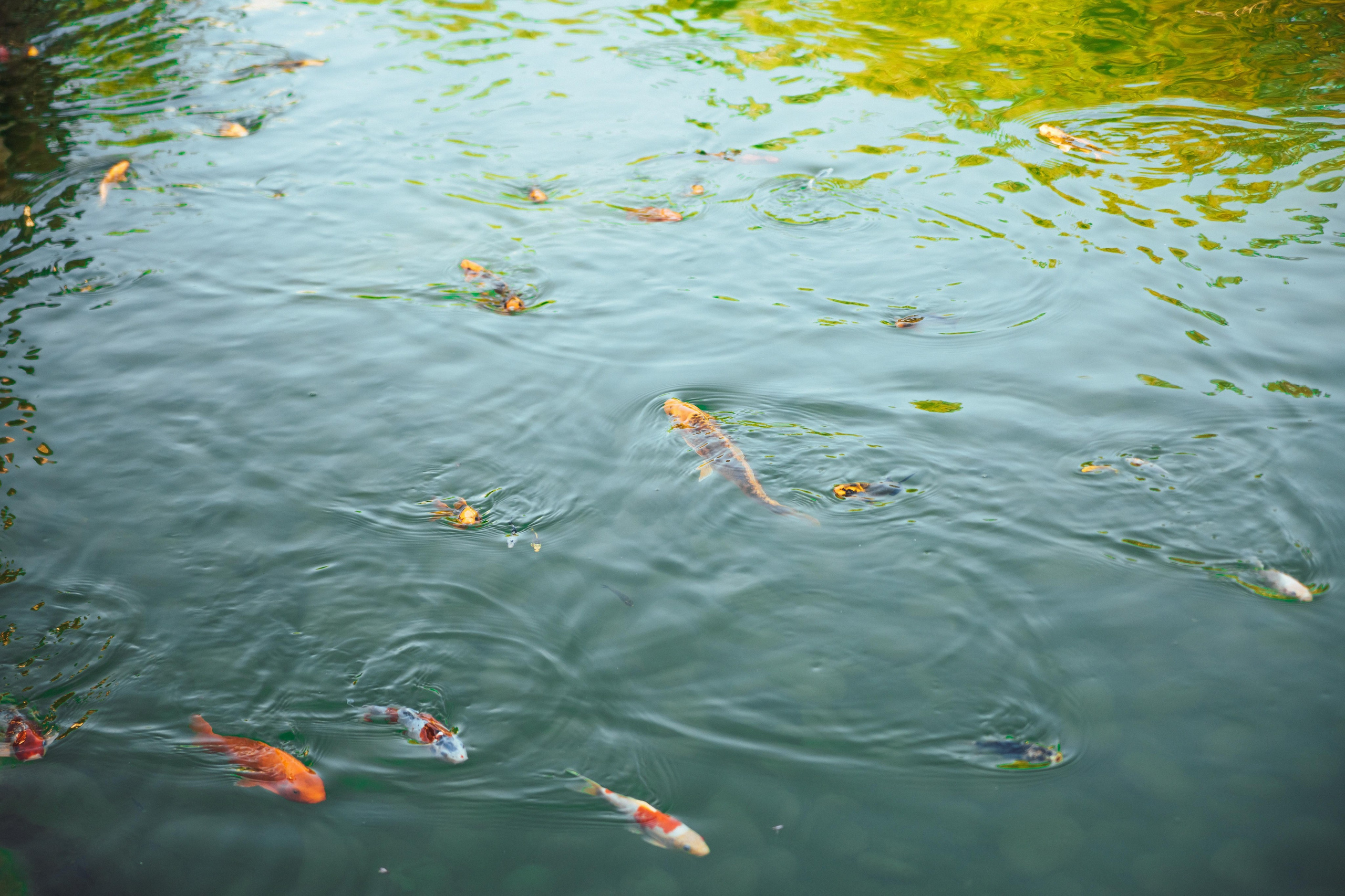 Прогулка в отеле. Семен Соколов