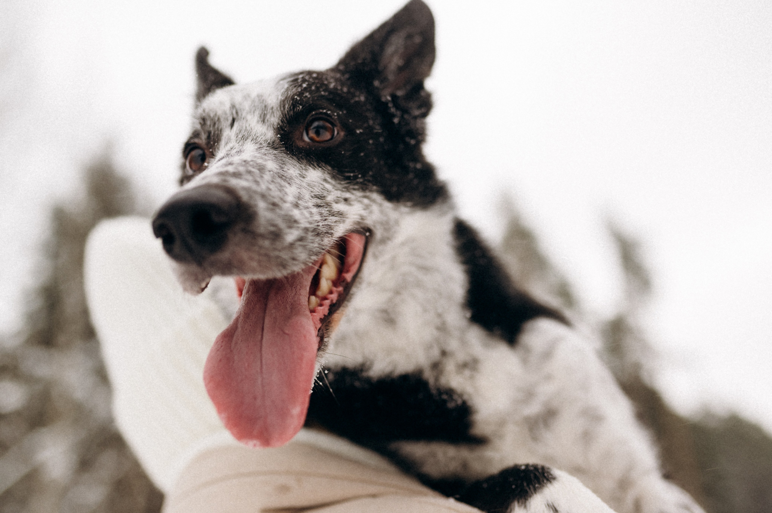 Аня и Милан. Фотограф анималист в Москве Ольга Агушева