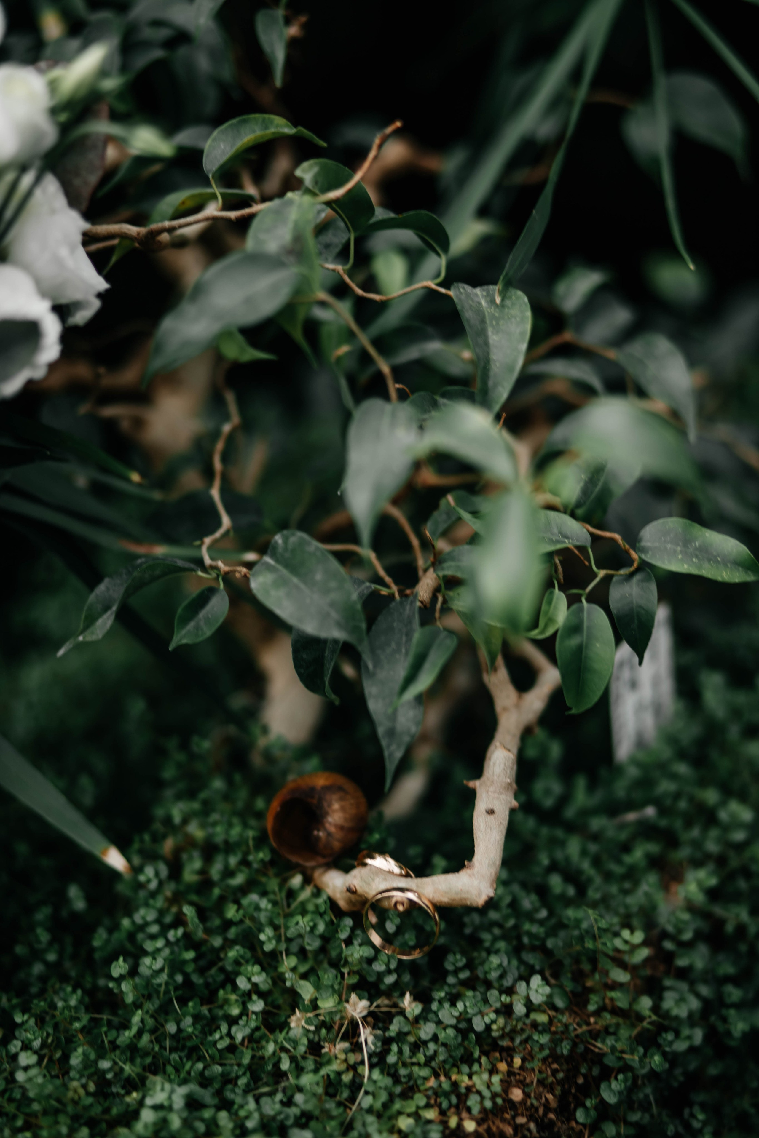 Оранжерея wedd. Свадебный и семейный фотограф Витебск