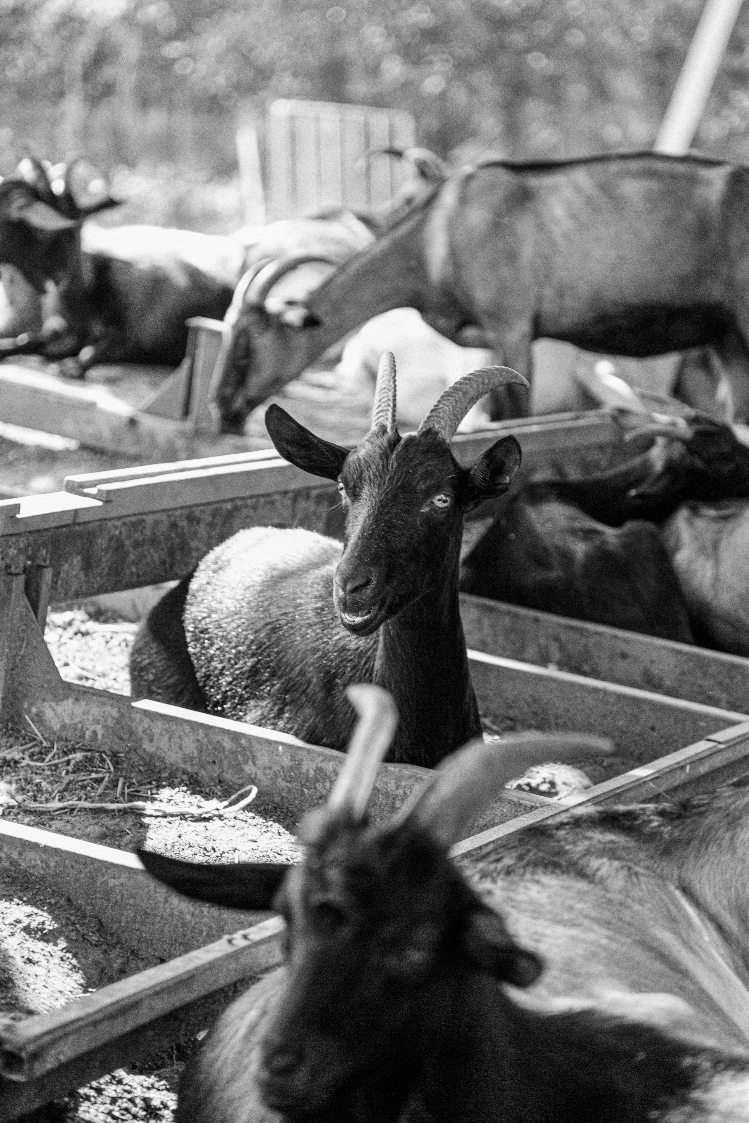 Элла Ферма. Юлия Космо — фуд-фотограф, предметный стилист, Москва