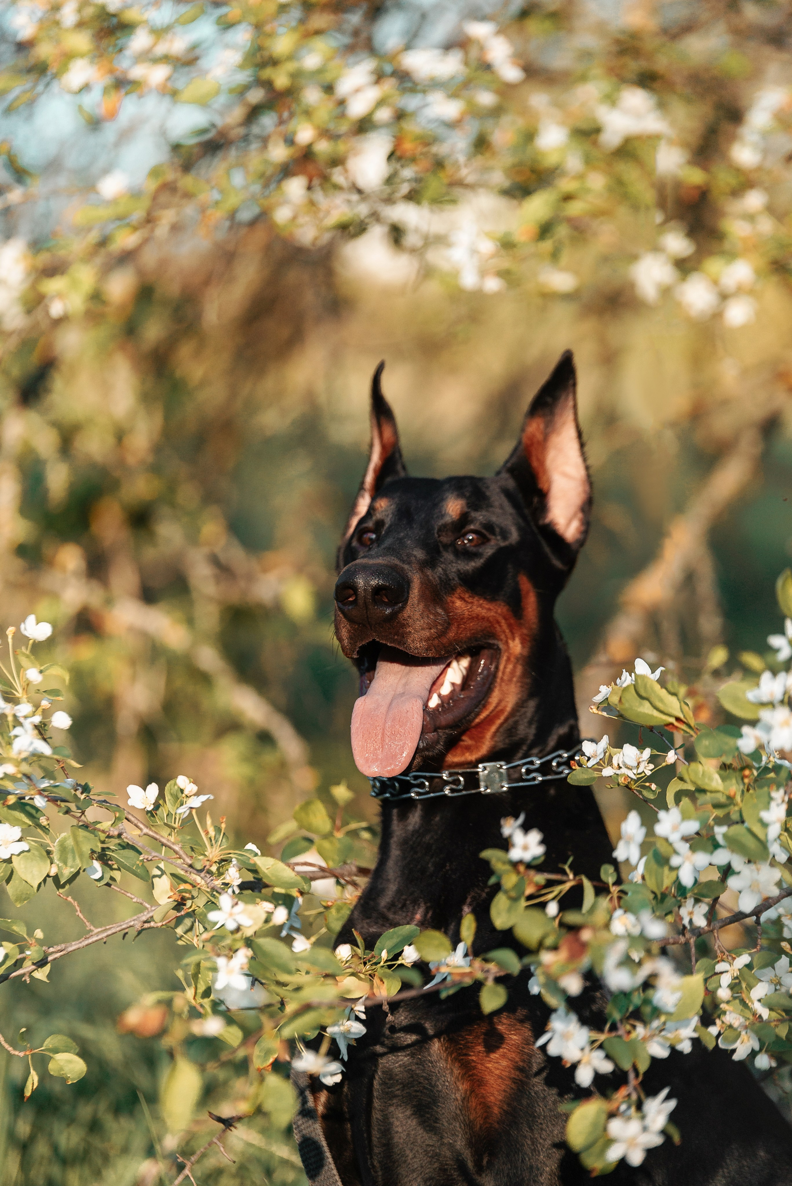 Юля, Андрей и Арес. Фотограф-анималист Анастасия Парфенова|Екатеринбург