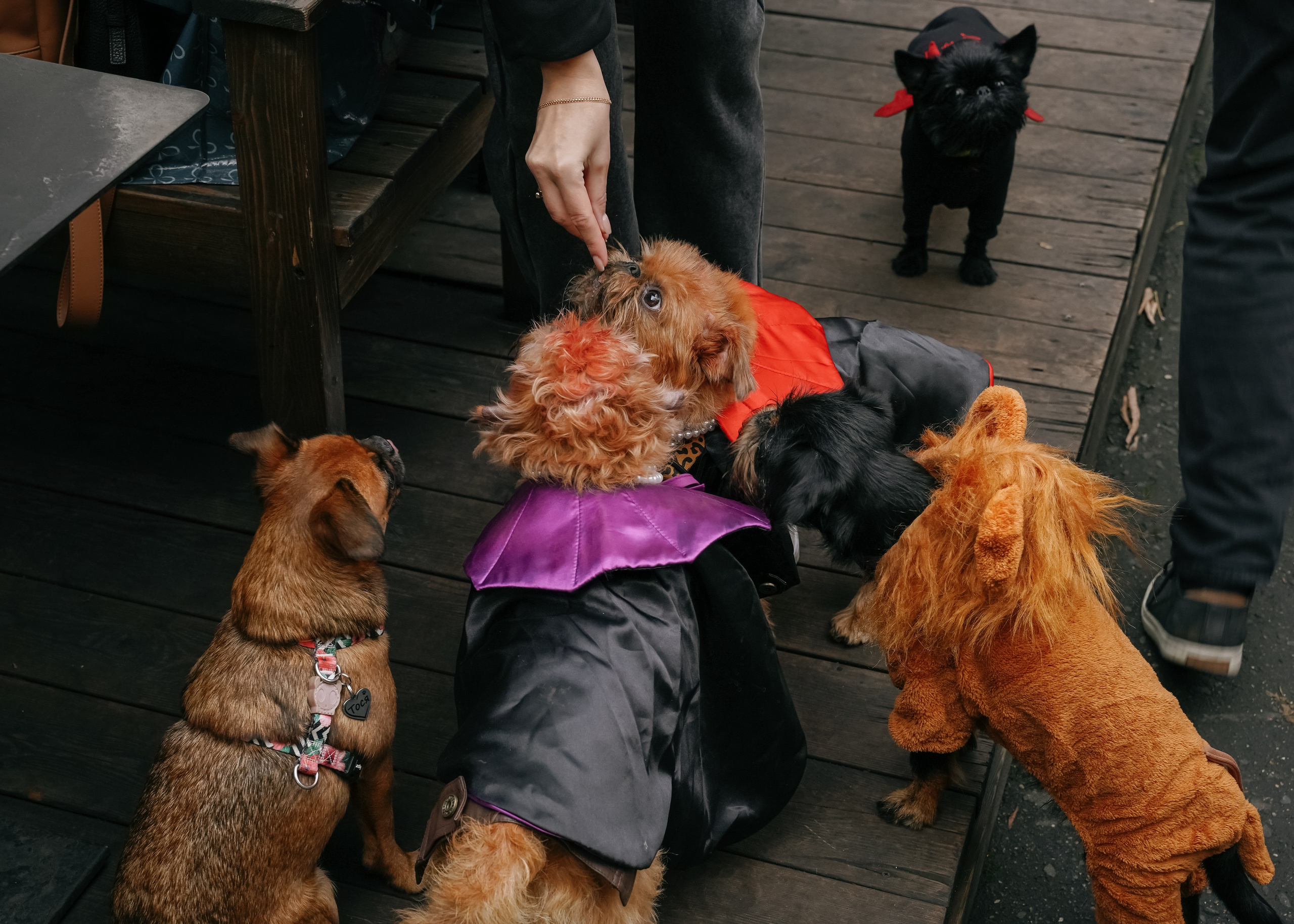 Тематическая встреча породников «Griffween». Фотограф-анималист Ксения Воробьева, Москва