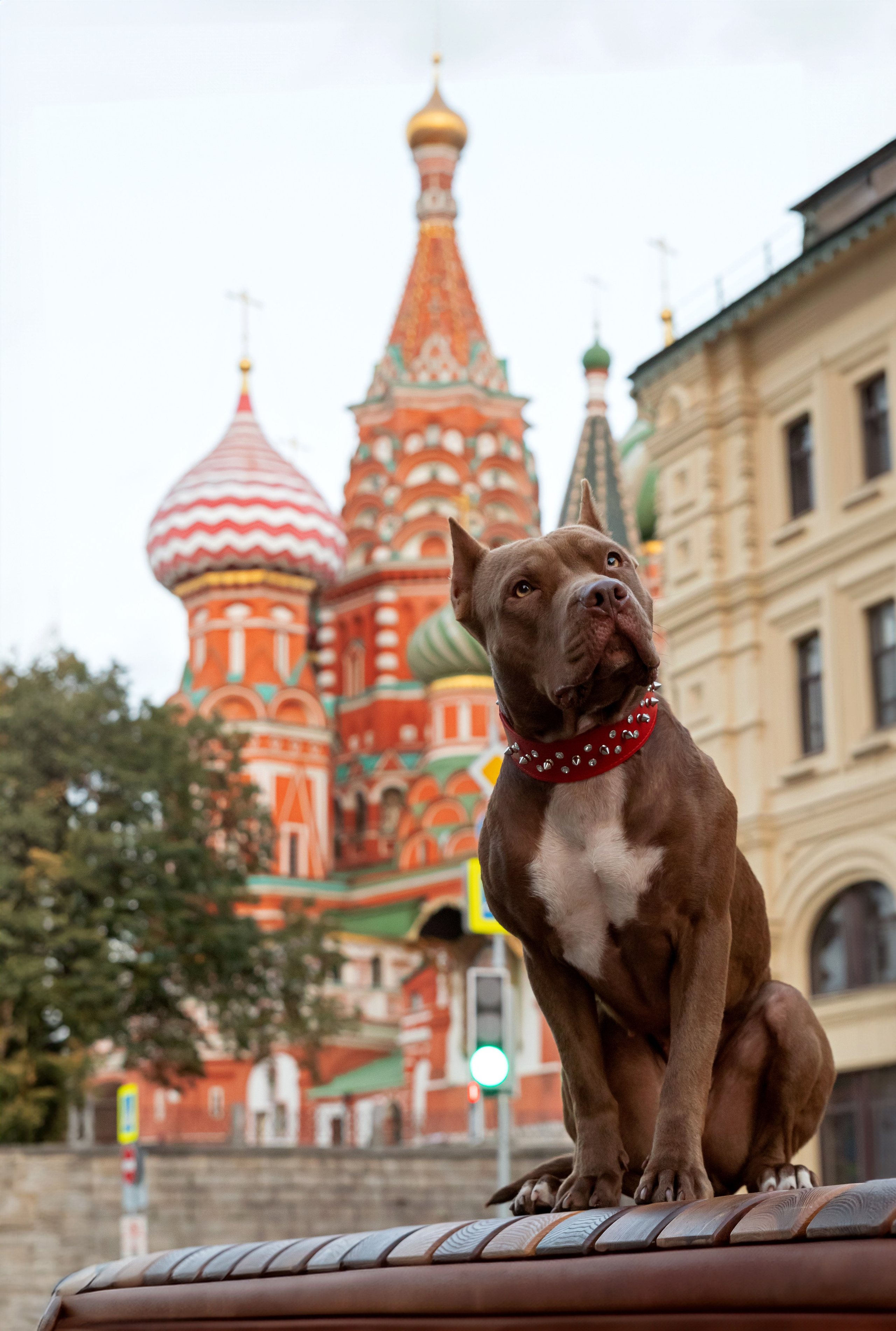 Прайтер Ума. Фотограф анималист и семейный фотограф в Москве Наталья Носова