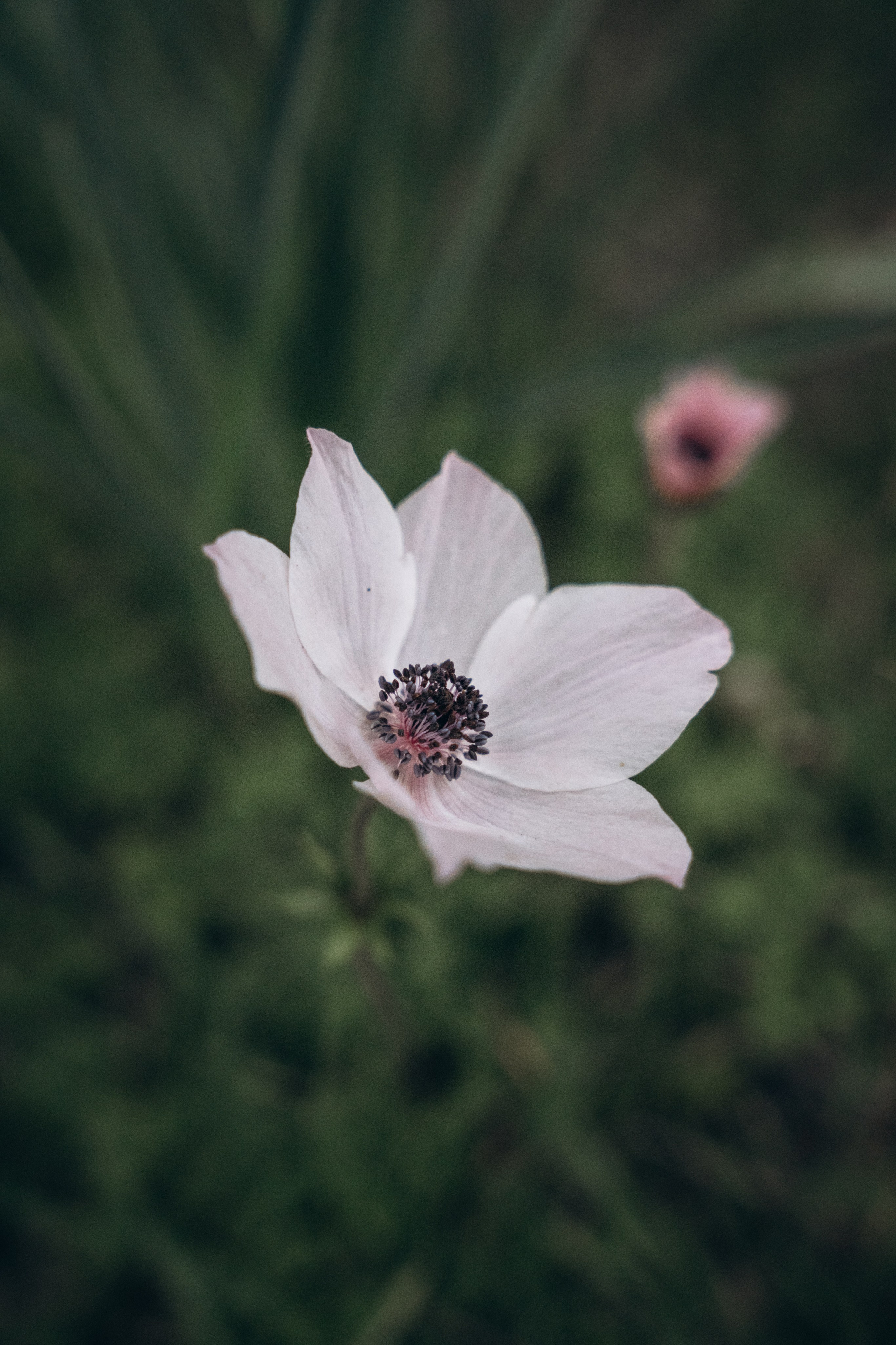 Пили, Кос 🇬🇷. Anita_photo